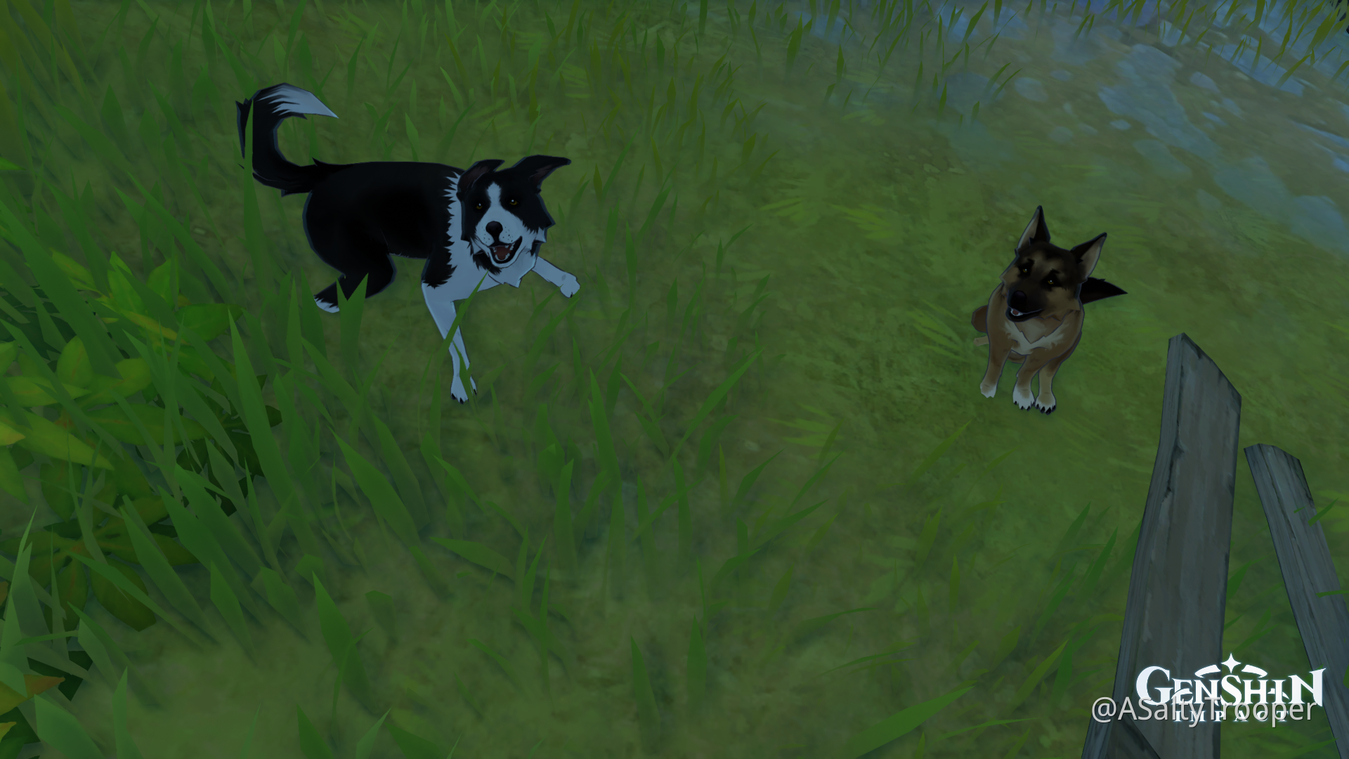 For Pets!! Genshin Impact HoYoLAB