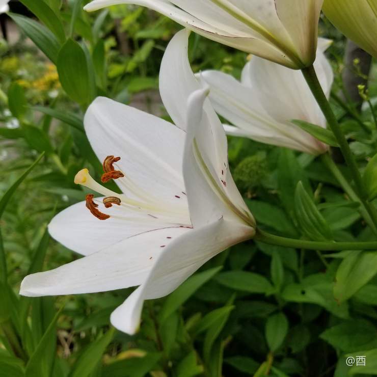 セシリアの花とヴァルベリーを摘みに Genshin Impact Hoyolab