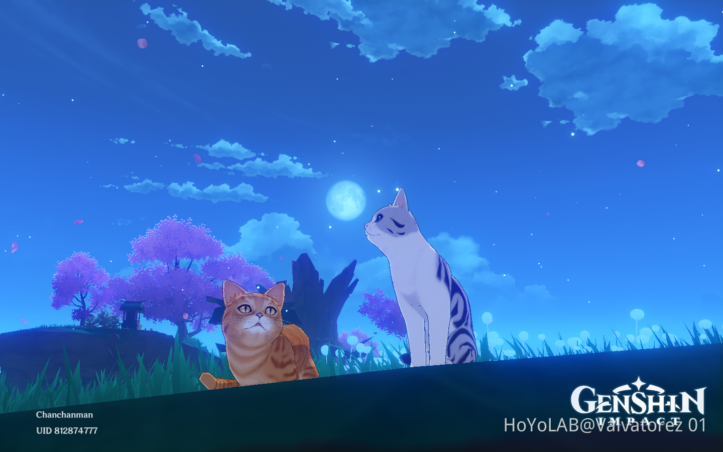 Moon Cats Genshin Impact | HoYoLAB