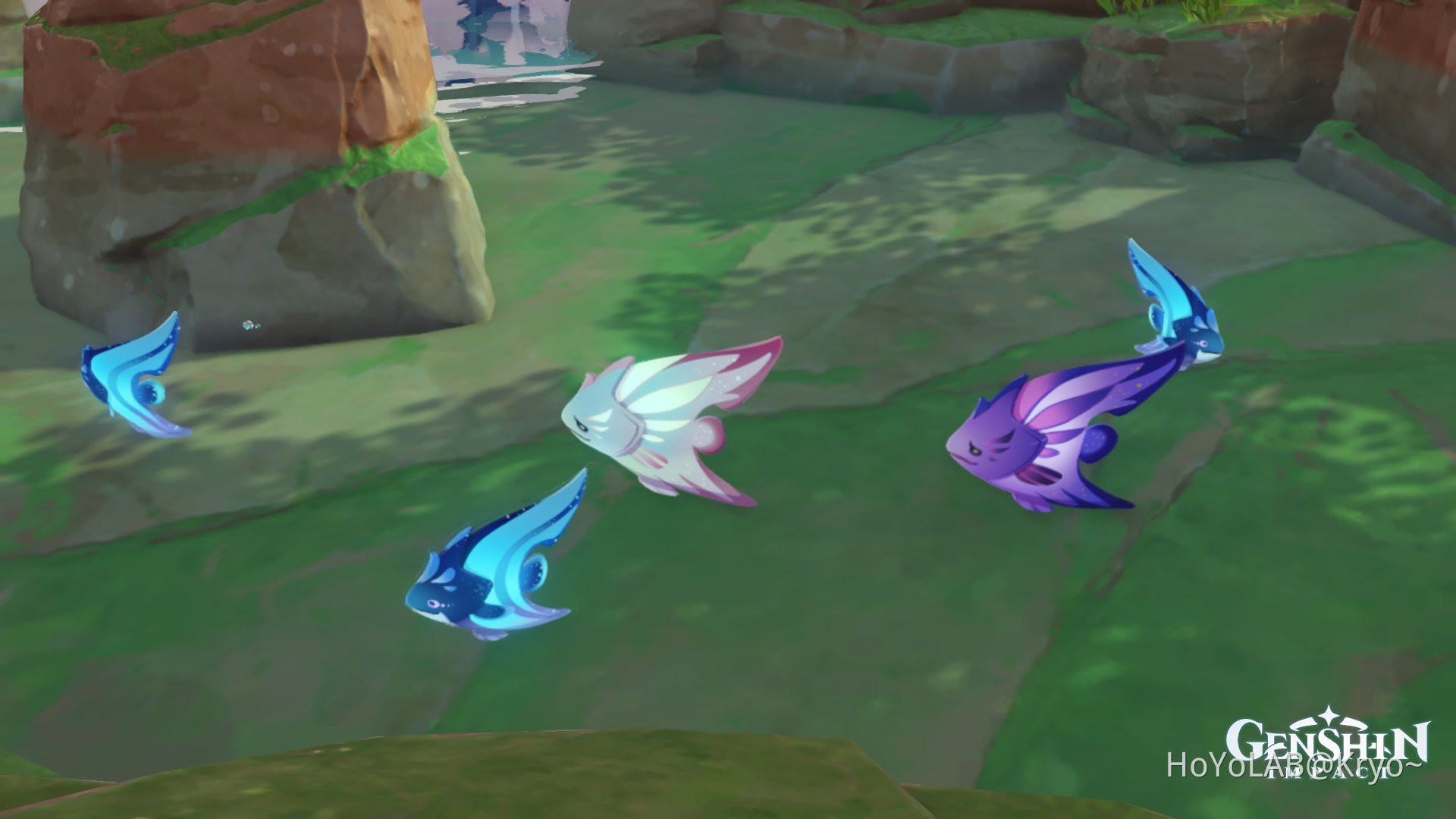 Fish Genshin Impact HoYoLAB