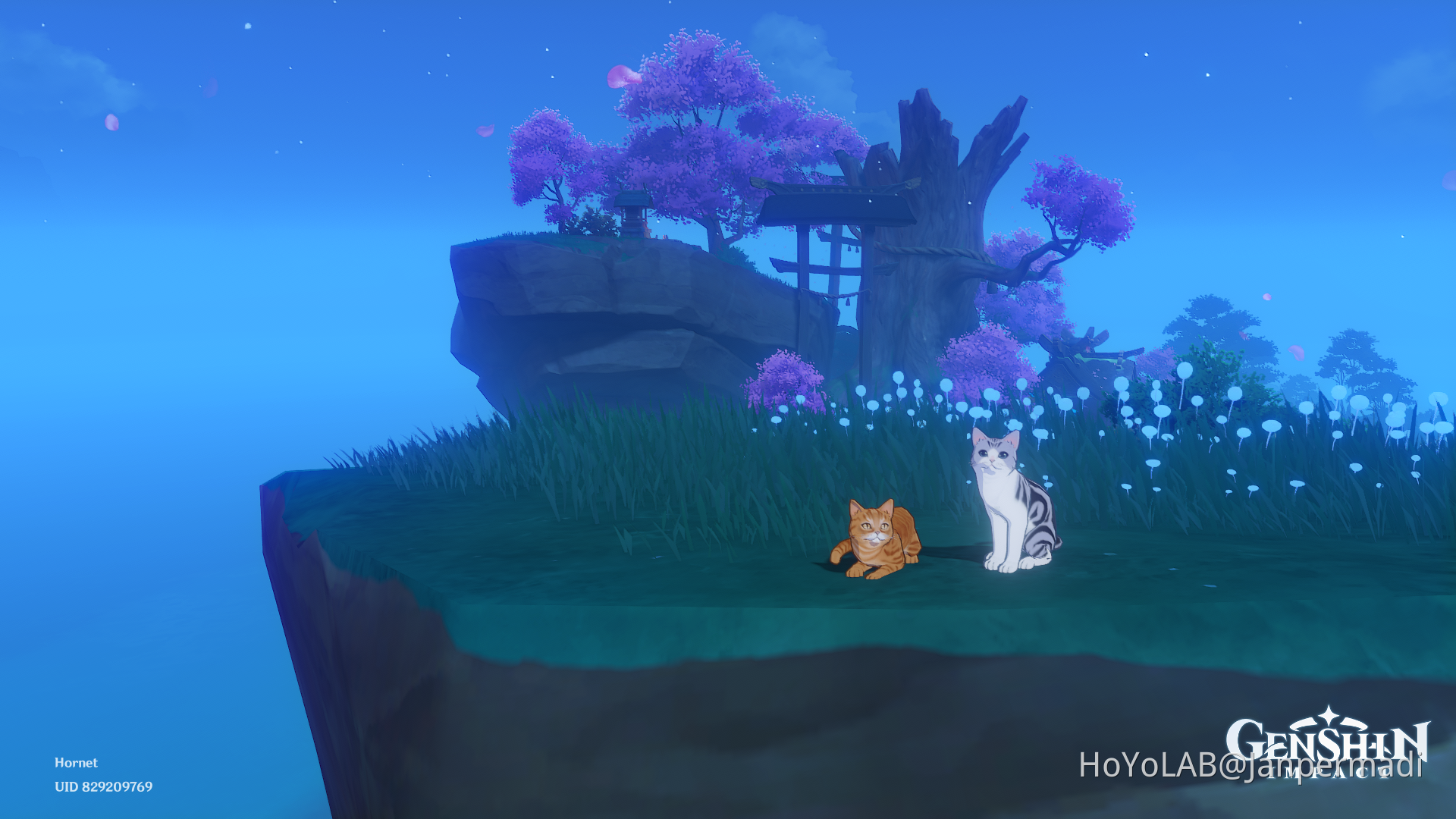 Two cats together Genshin Impact | HoYoLAB