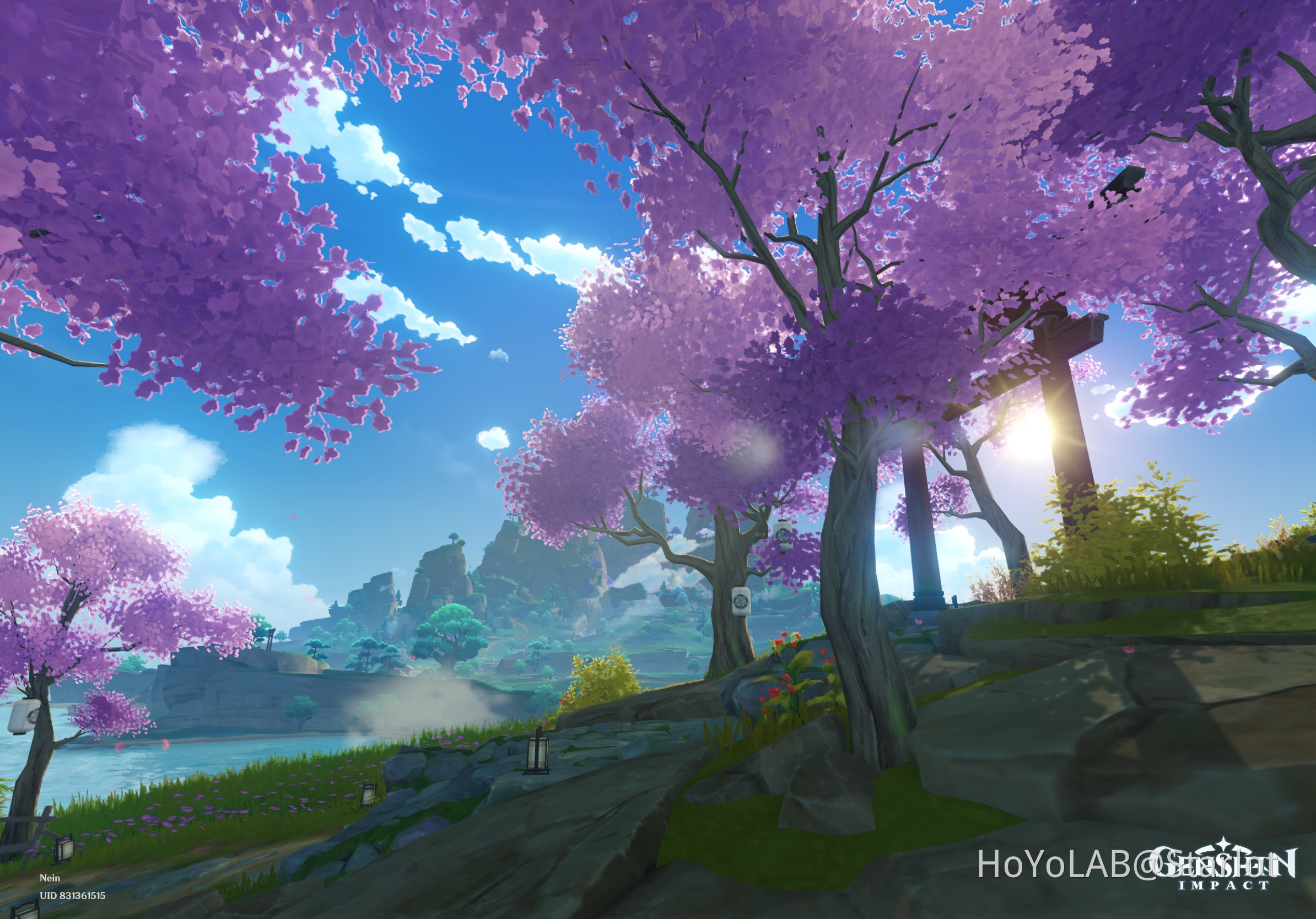 Cherry blossoms Genshin Impact HoYoLAB