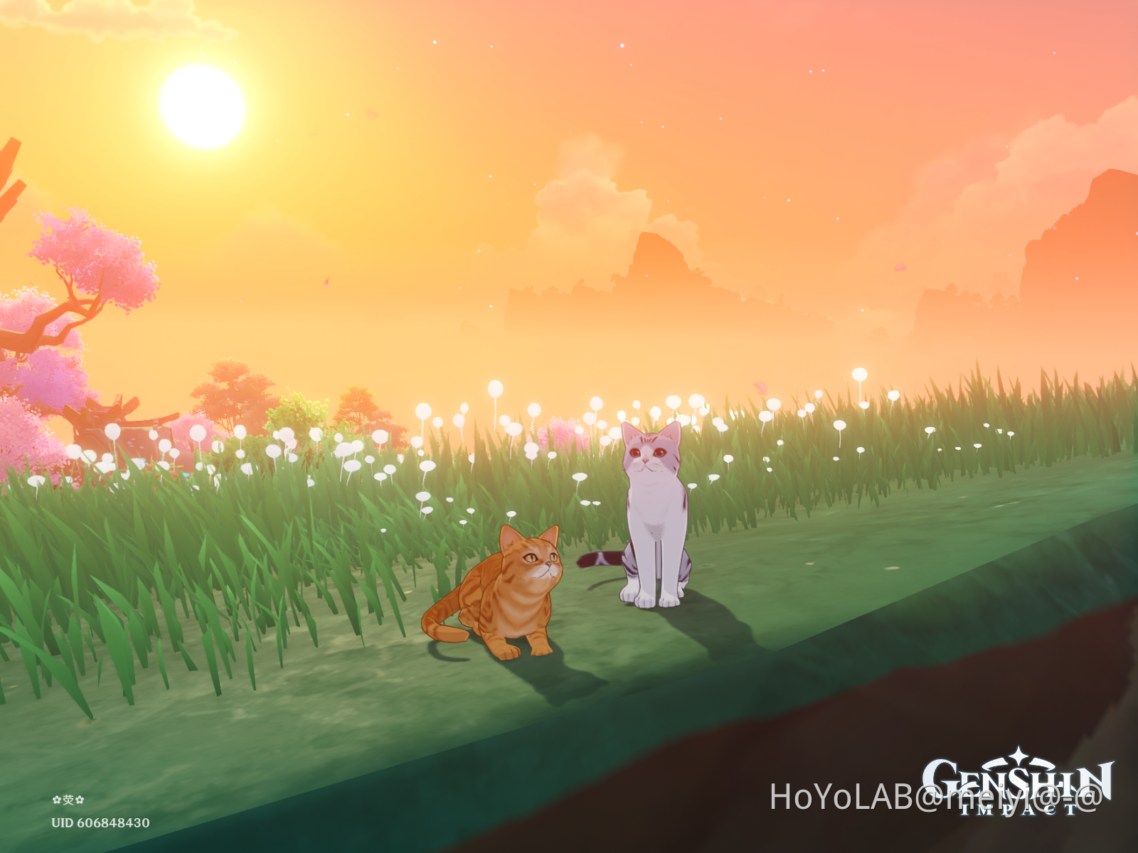 cats Genshin Impact | HoYoLAB