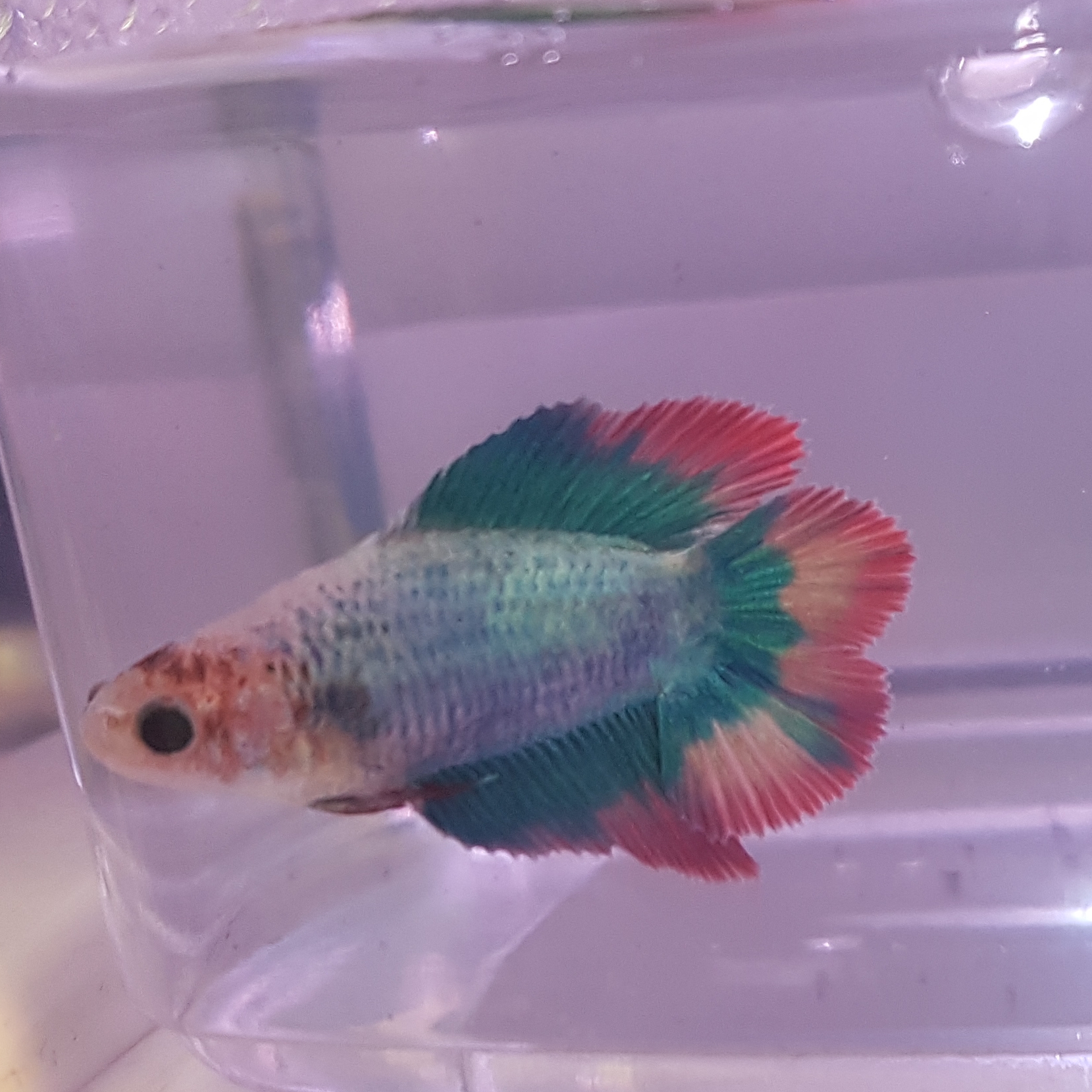cotton candy betta fish