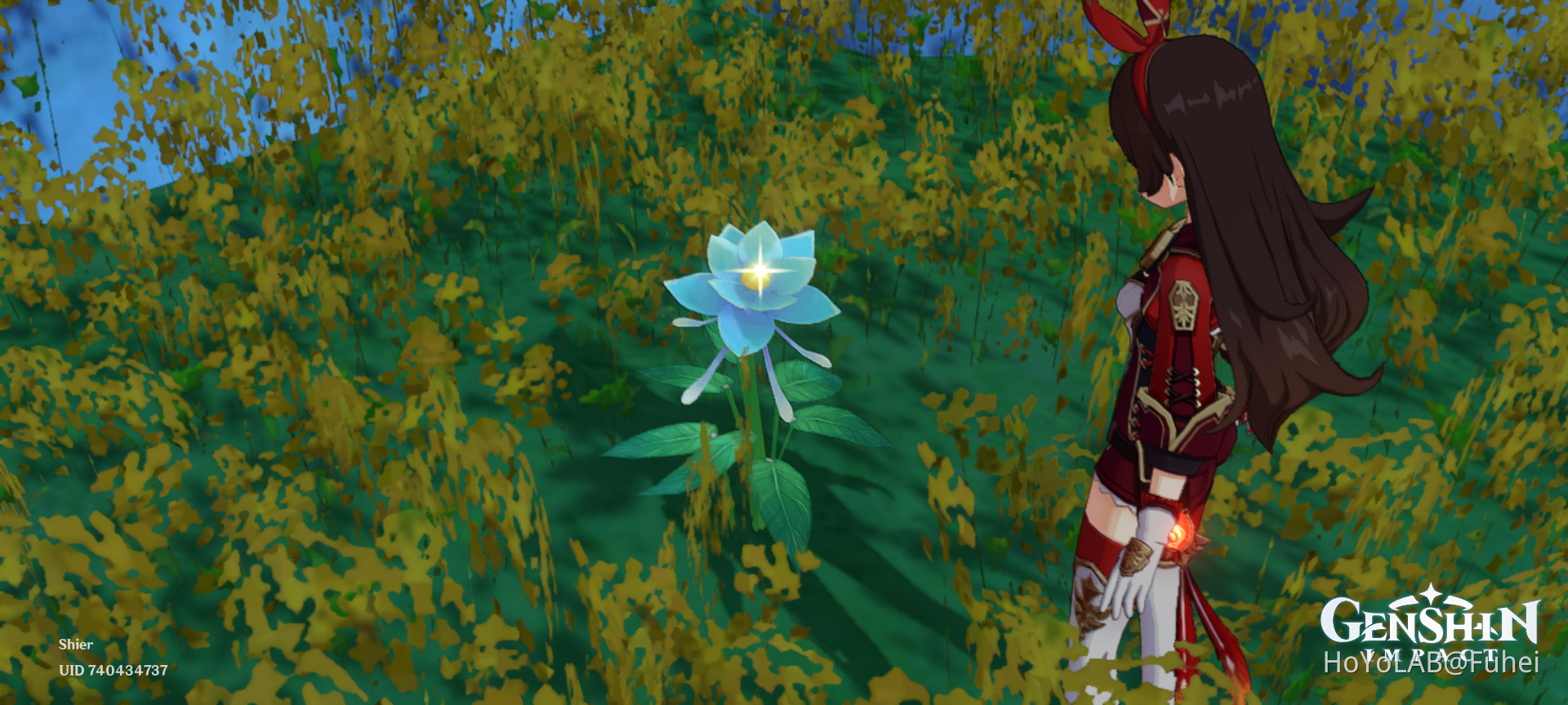 Night bloom Genshin Impact HoYoLAB