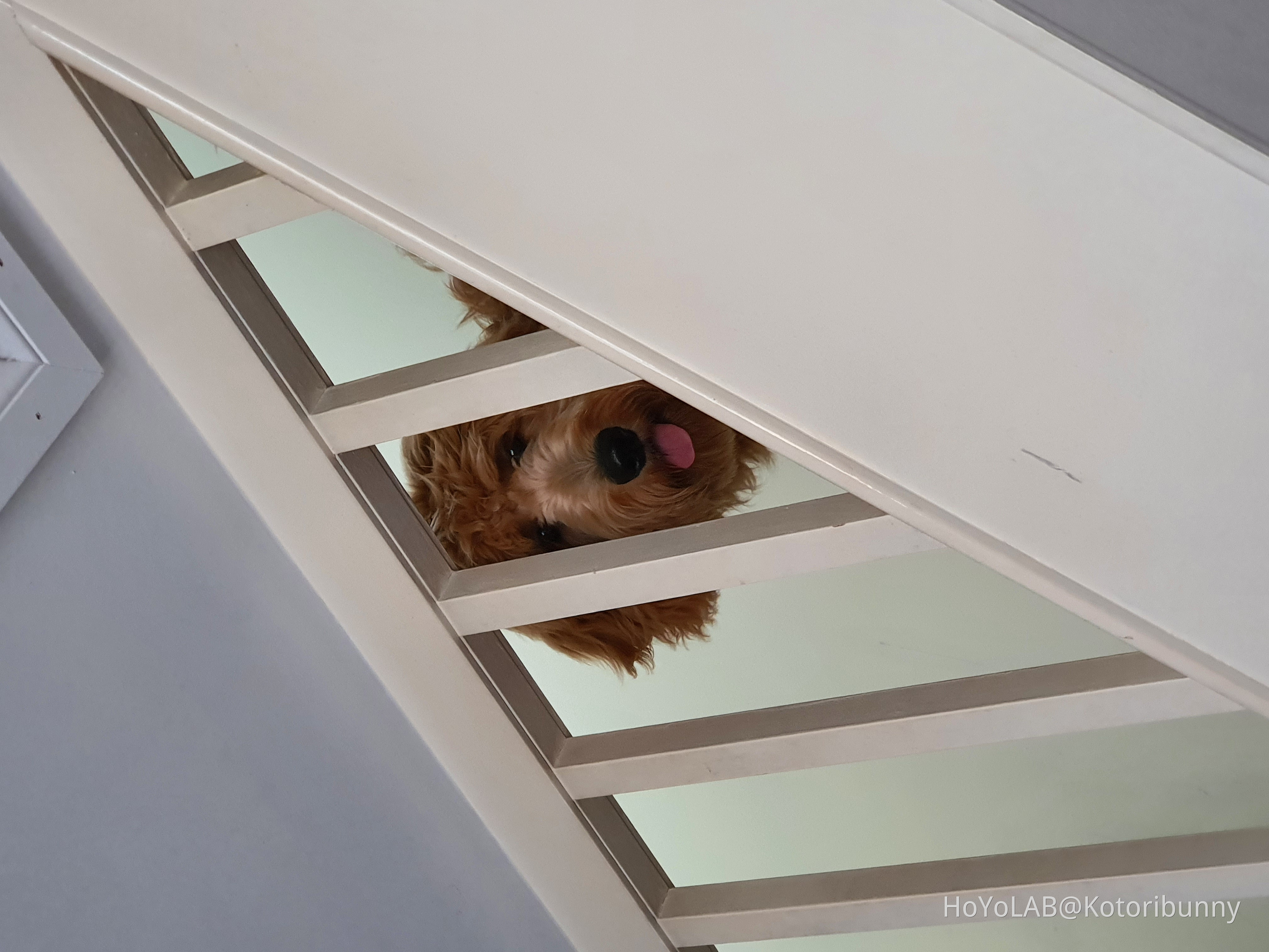 when dog learns how to use stairs HoYoLAB