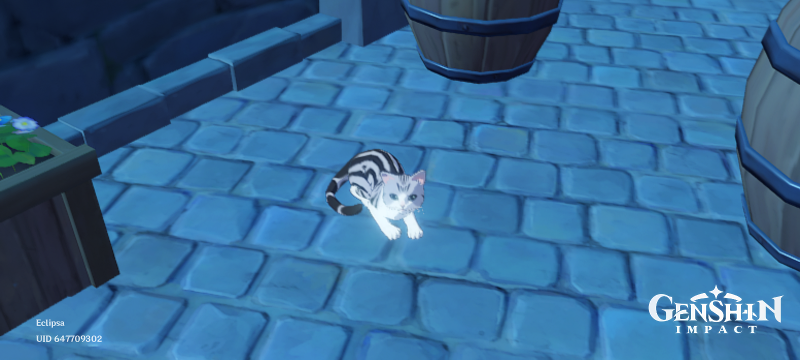 Cat Genshin Impact HoYoLAB