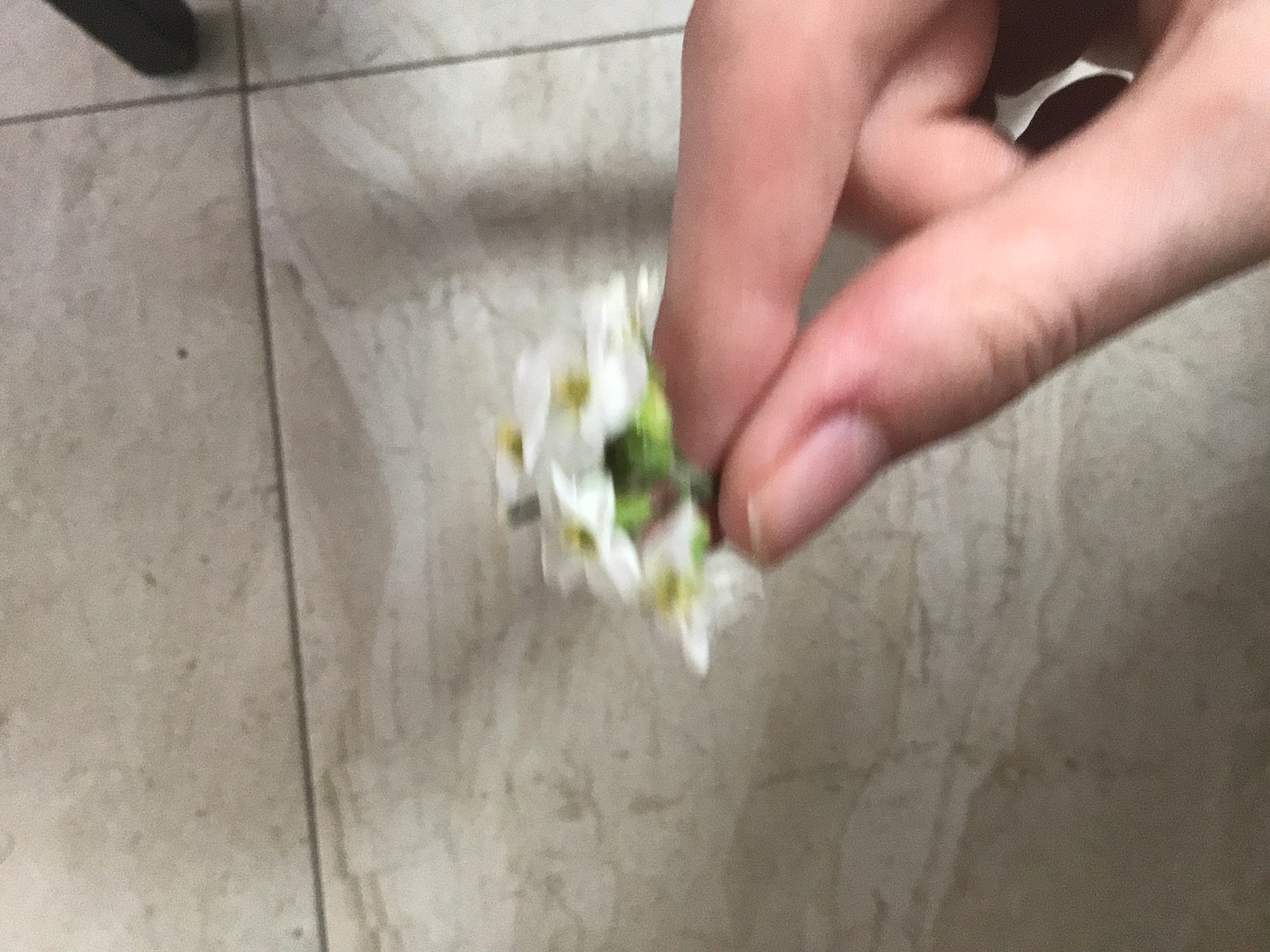 Ци син цветок геншина flower genshin impact Genshin Impact | HoYoLAB