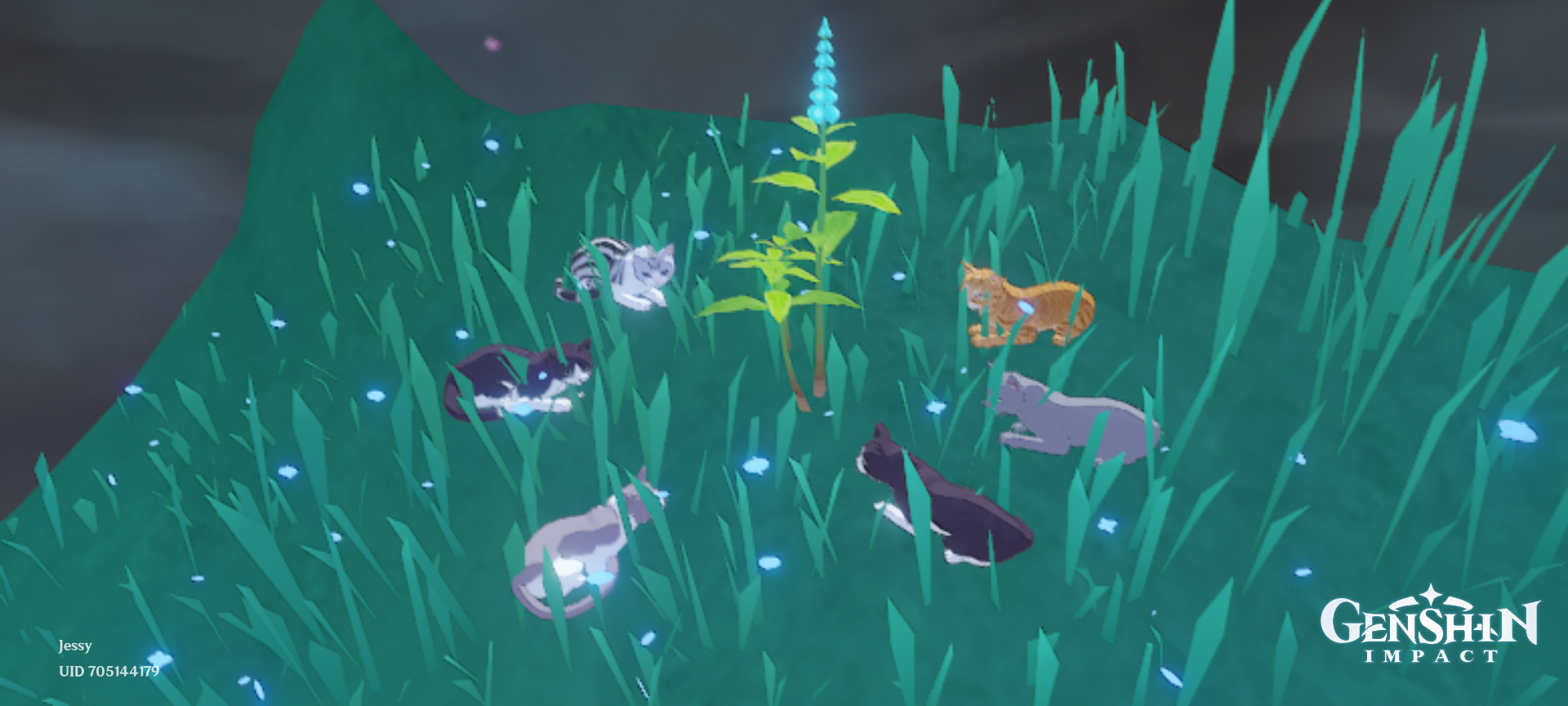 Kitties surrounding mint... Genshin Impact HoYoLAB