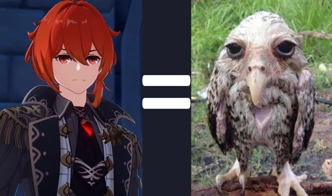 Diluc = Wet Owl Genshin Impact HoYoLAB
