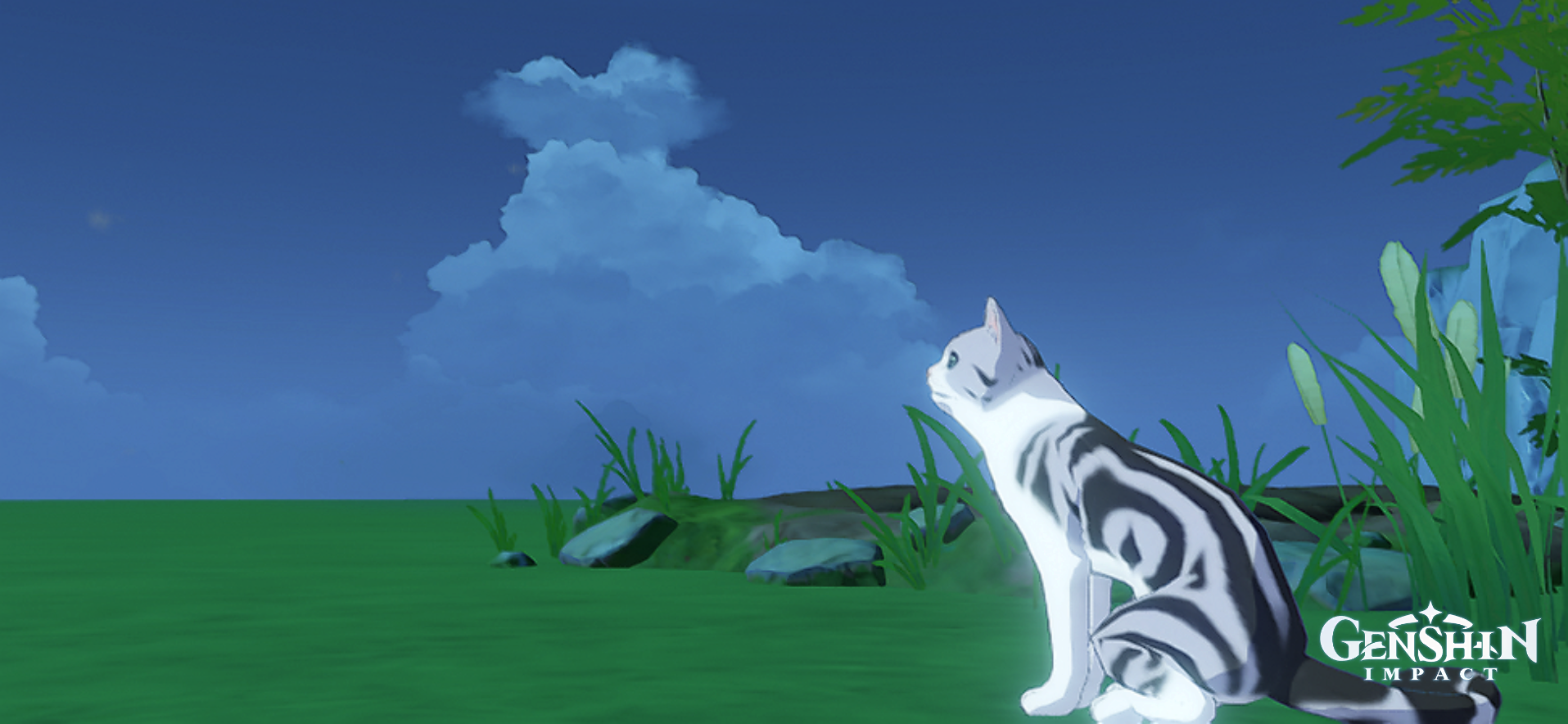 Cats Genshin Impact | HoYoLAB