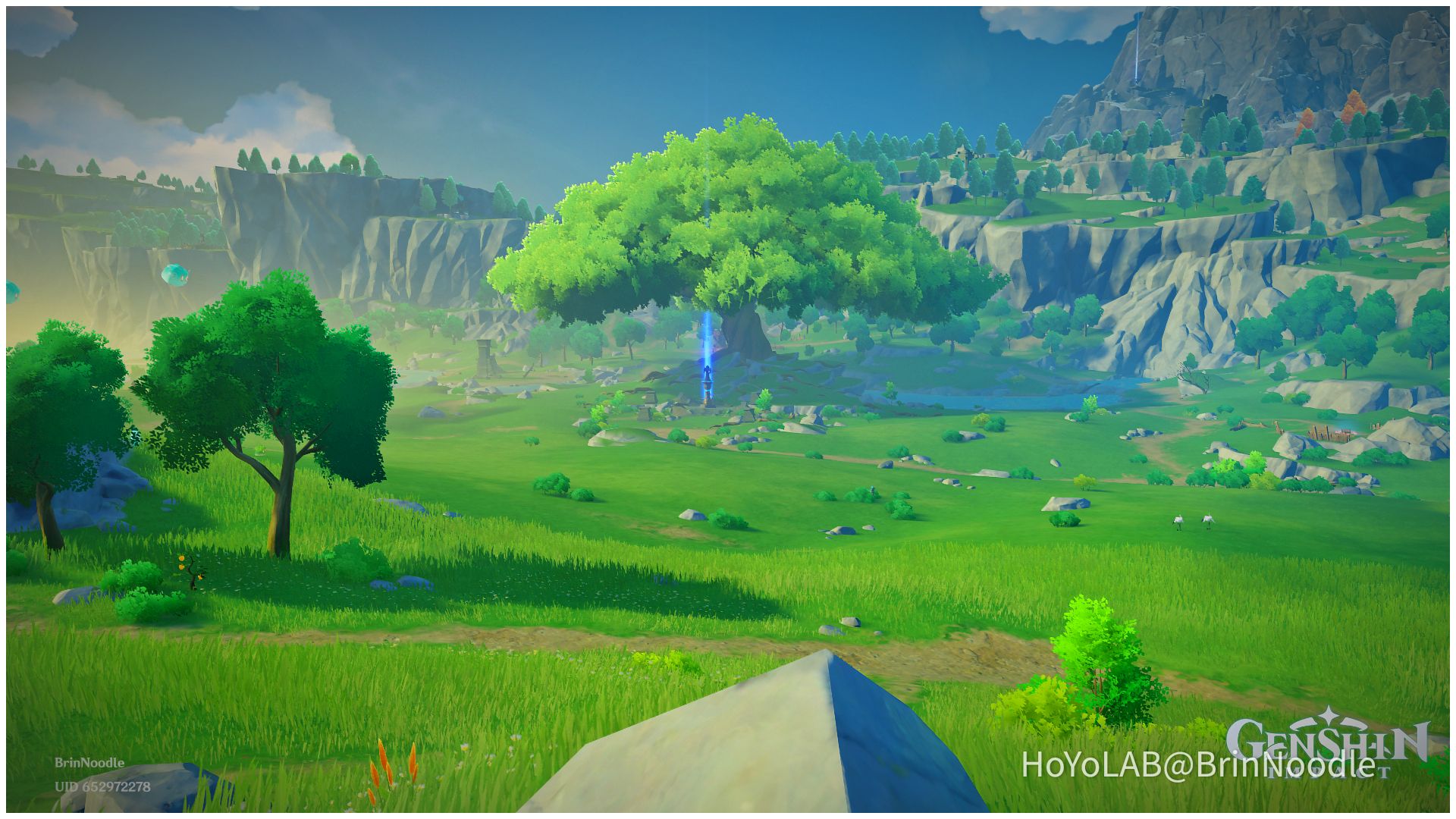 Photography of Teyvat Mondstadt "Tree of New Beginnings" Genshin