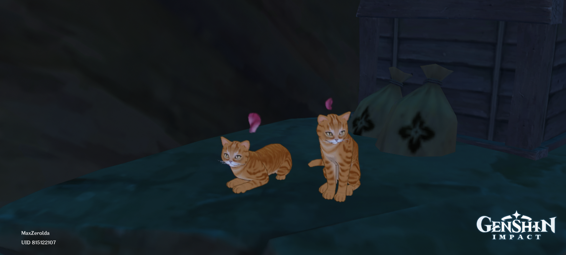 Cats Genshin Impact | HoYoLAB
