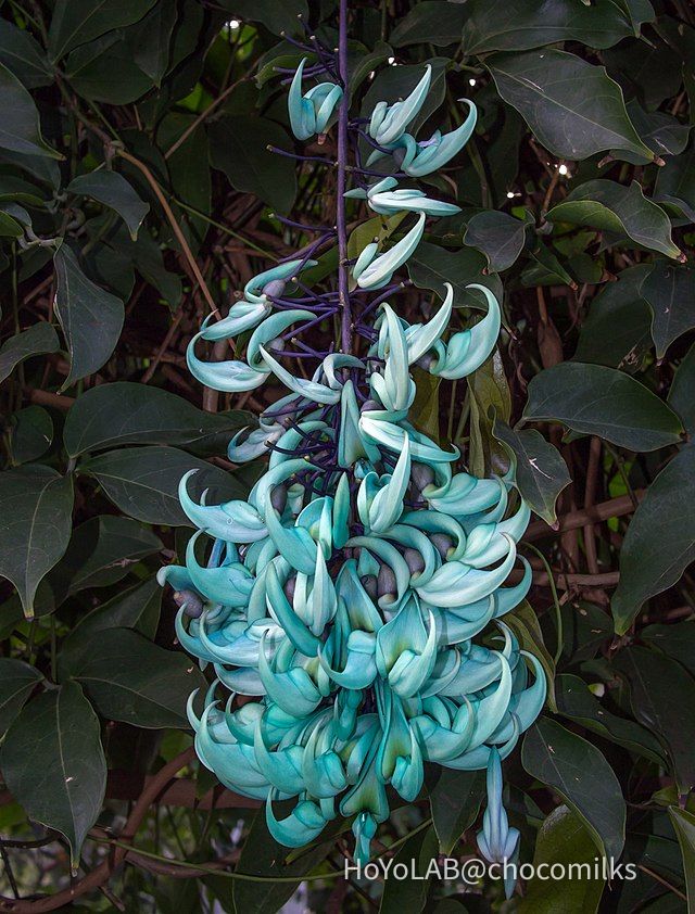 Jade Vine HoYoLAB