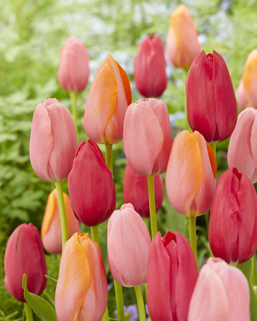 Flower event Genshin Impact HoYoLAB