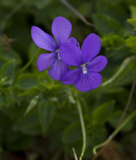 Violets Genshin Impact HoYoLAB