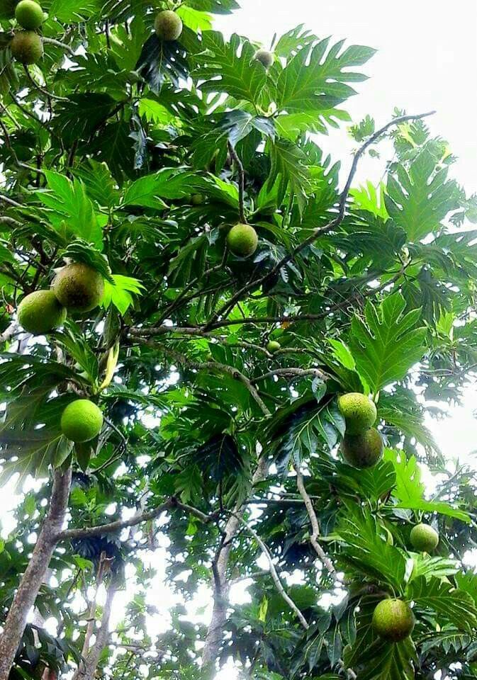 Pana Tree Genshin Impact | HoYoLAB