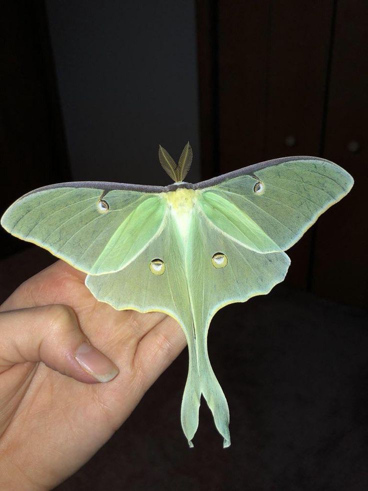 lunar moths HoYoLAB