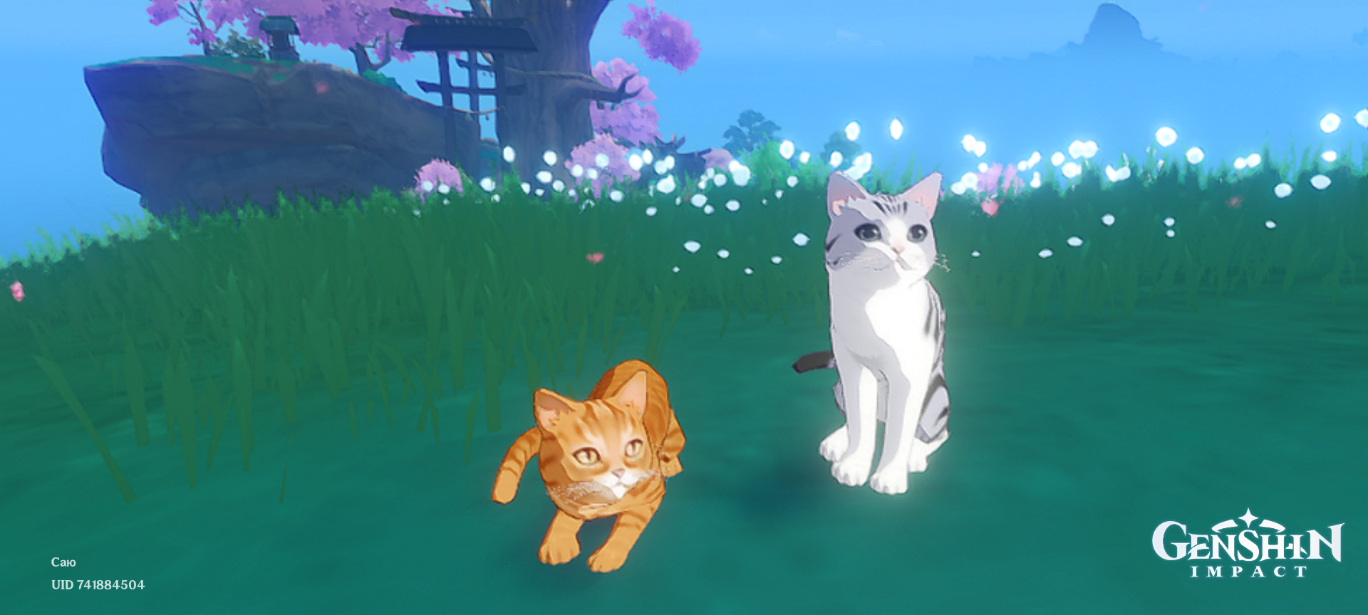 more cat Genshin Impact | HoYoLAB