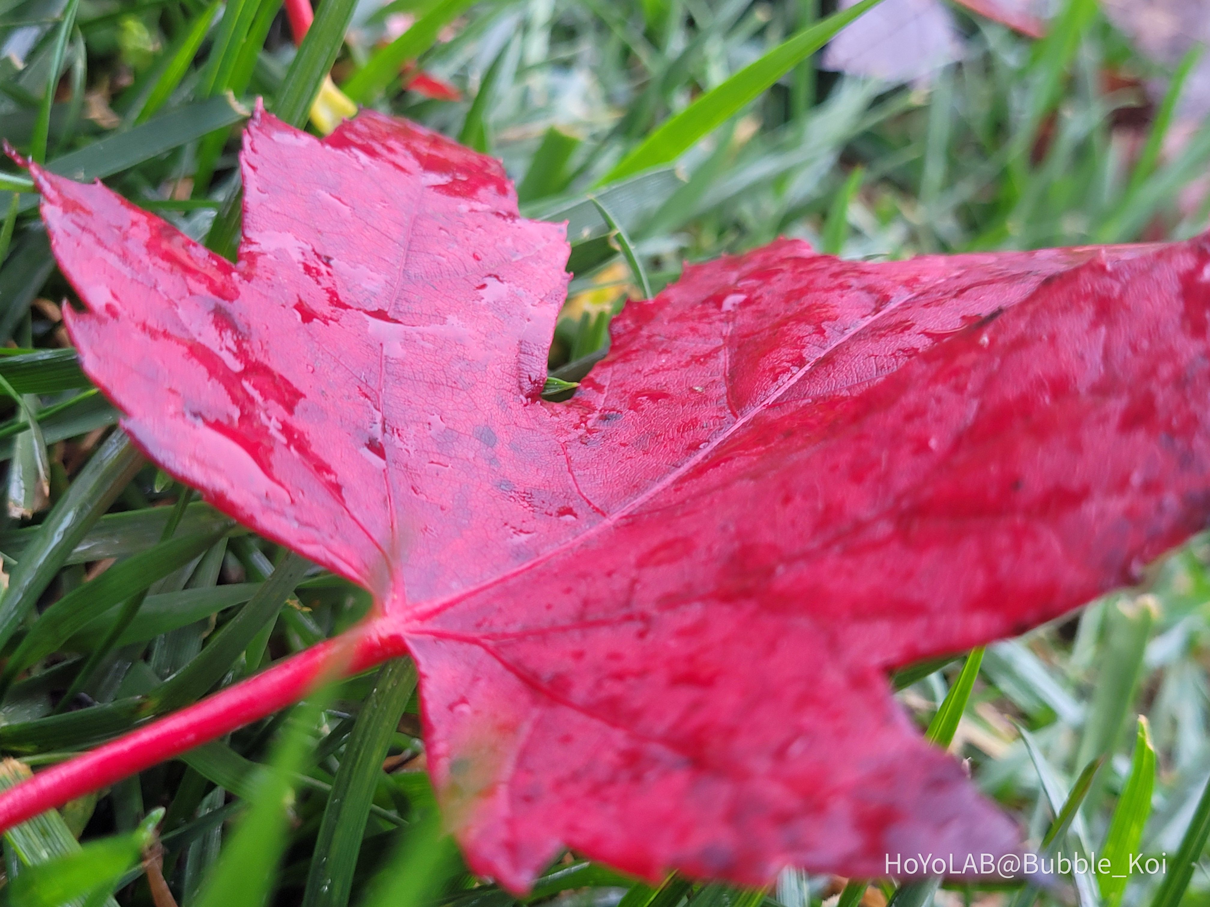 Whispering Winds a Genshin poem Genshin Impact HoYoLAB
