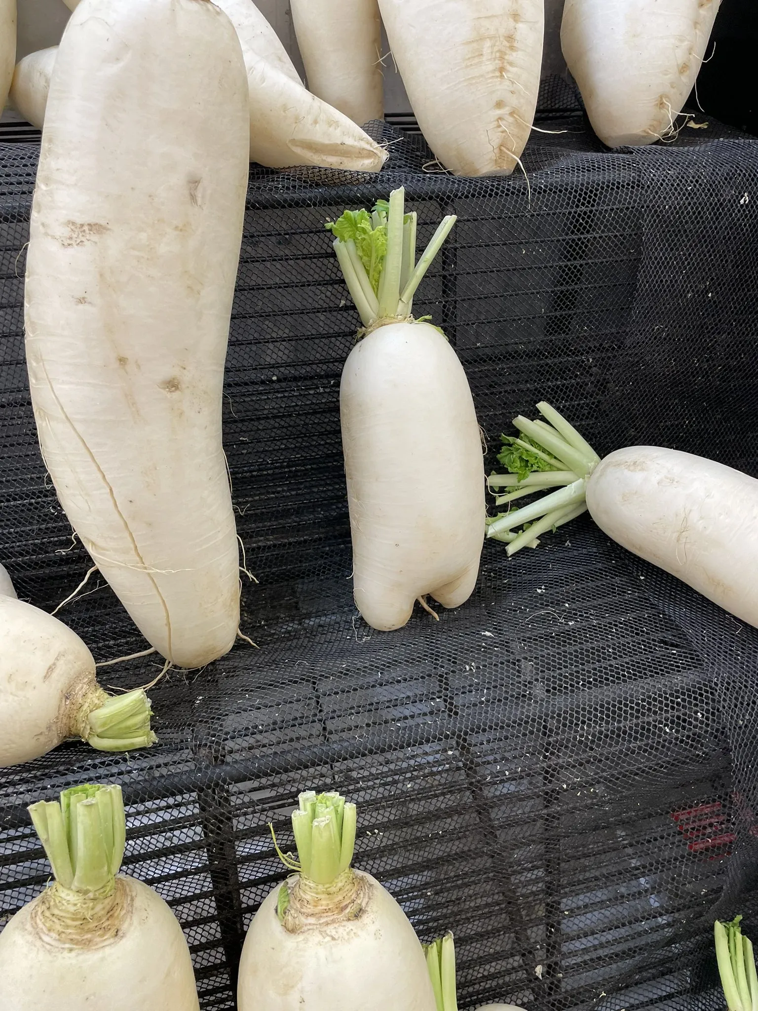 Sussy Nahida Genshin Impact HoYoLAB