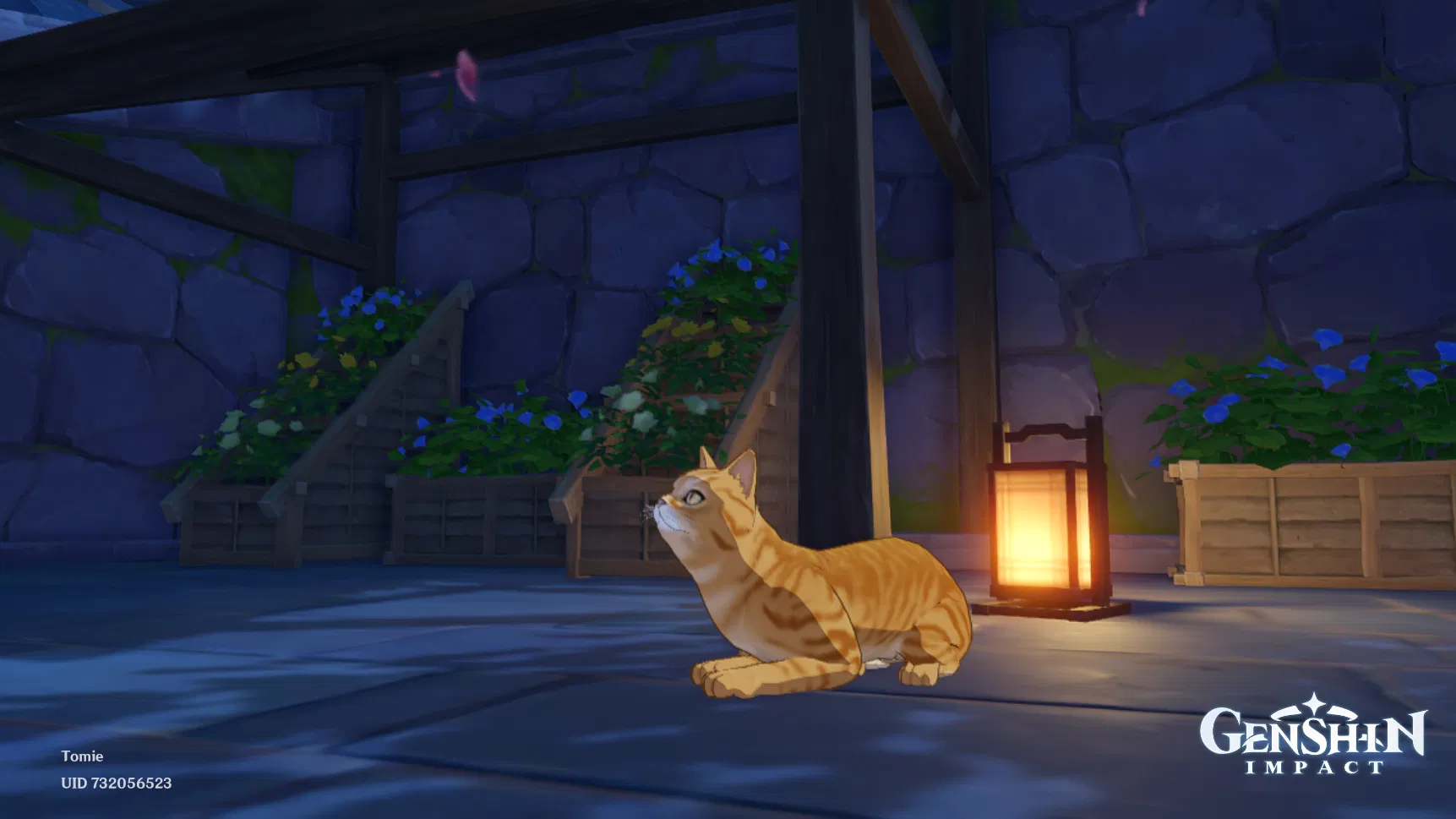 Cats Genshin Impact | HoYoLAB