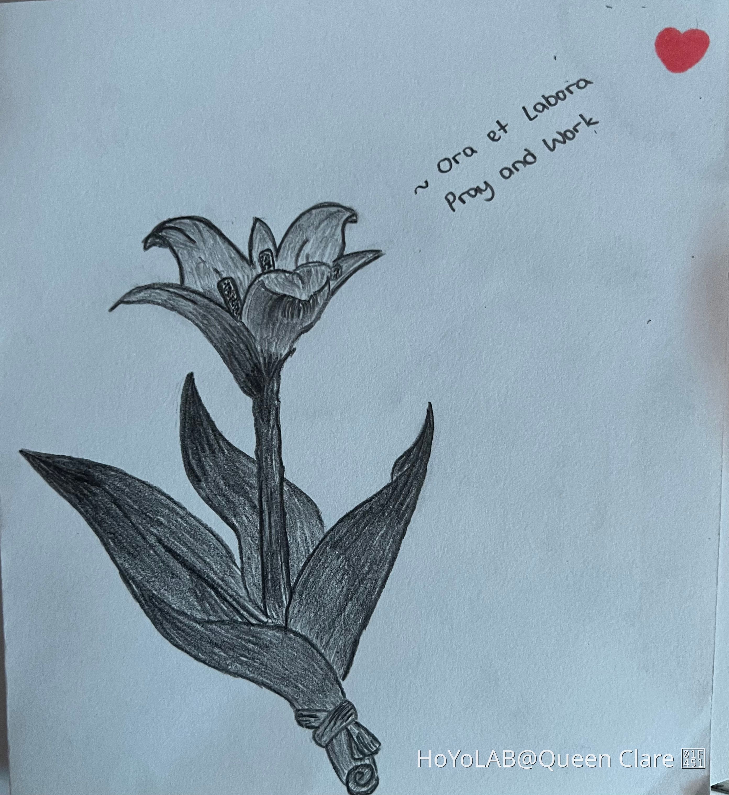 Cecilia flower Genshin Impact HoYoLAB