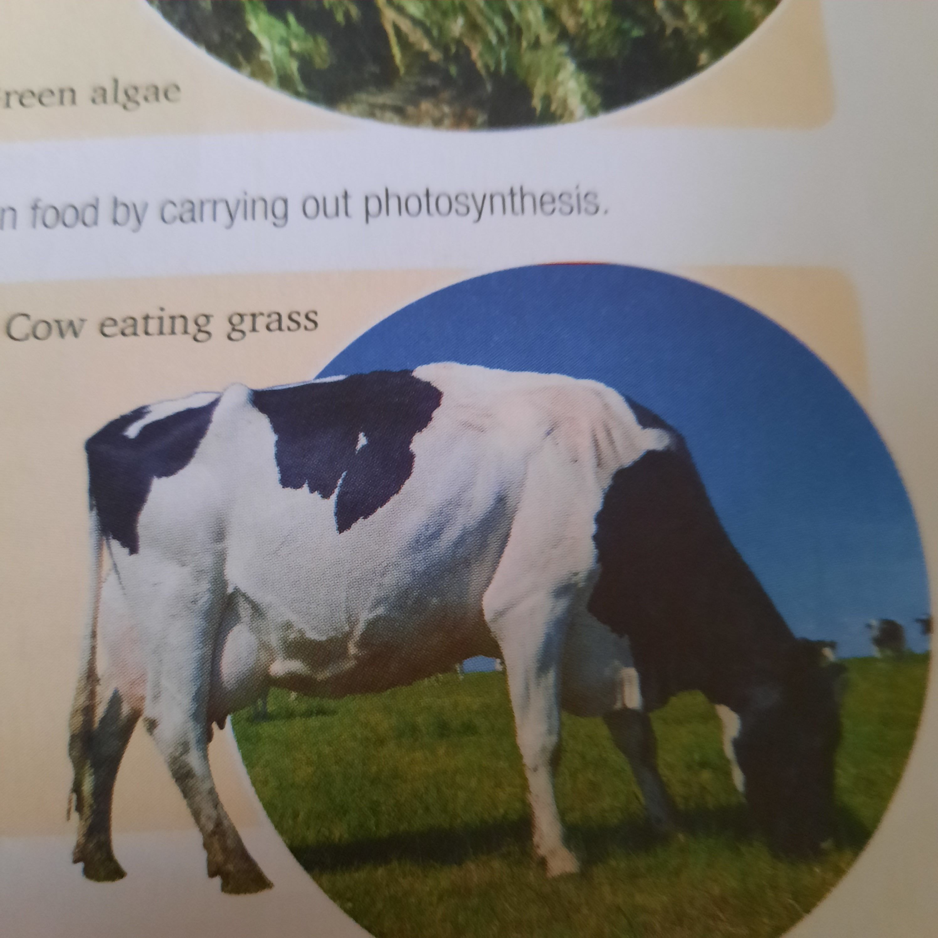 Found Ur Mom In A 6th Grade Science Book HoYoLAB Found ur mom in a 6th grade science book hoyolab