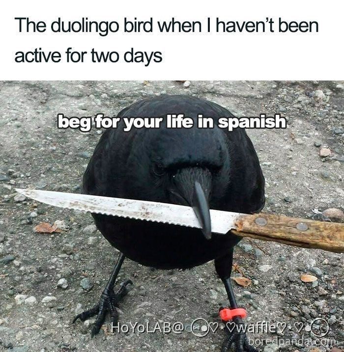 if-the-duolingo-bird-comes-after-me-hoyolab