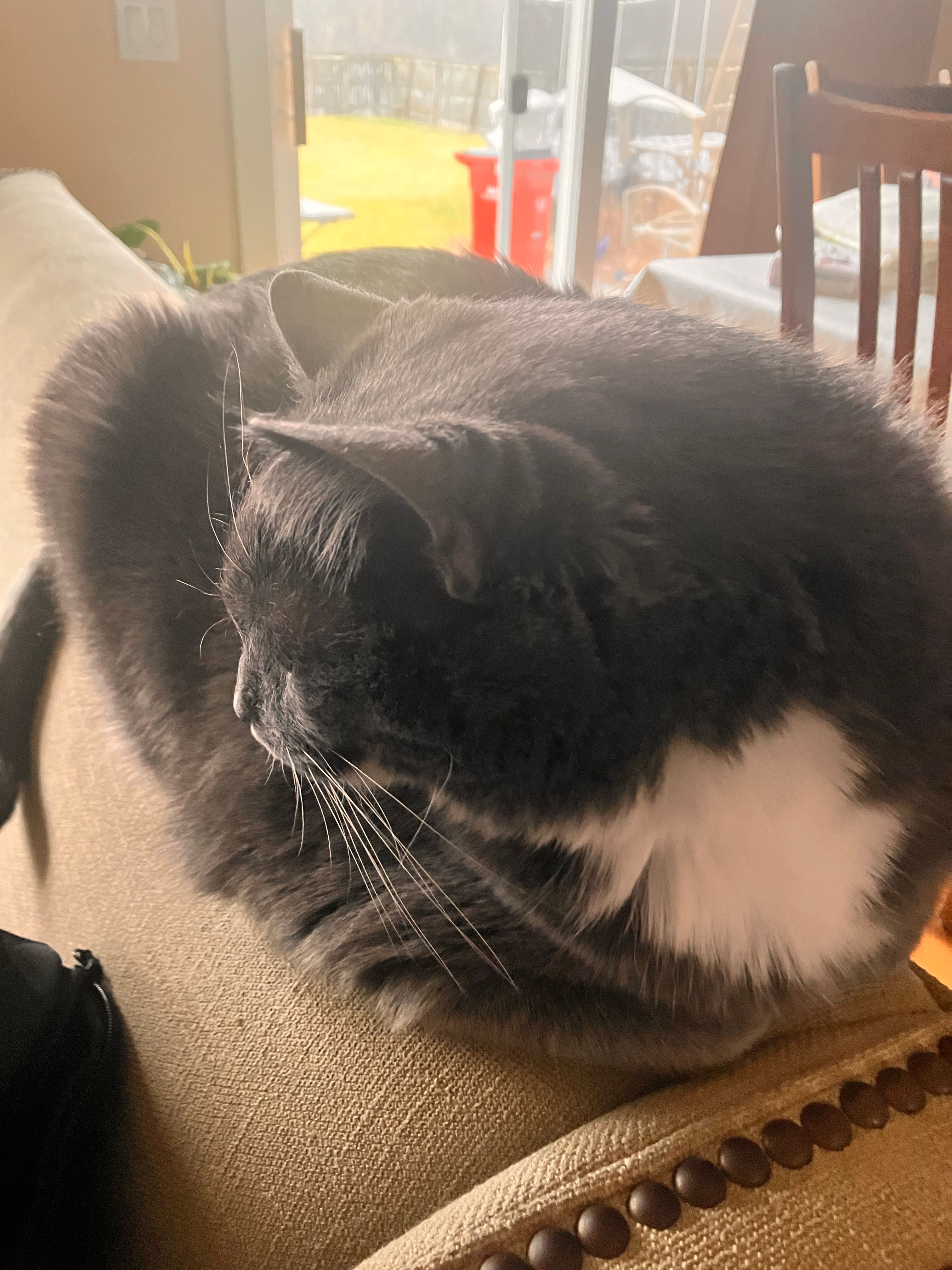 My cat so fat HoYoLAB