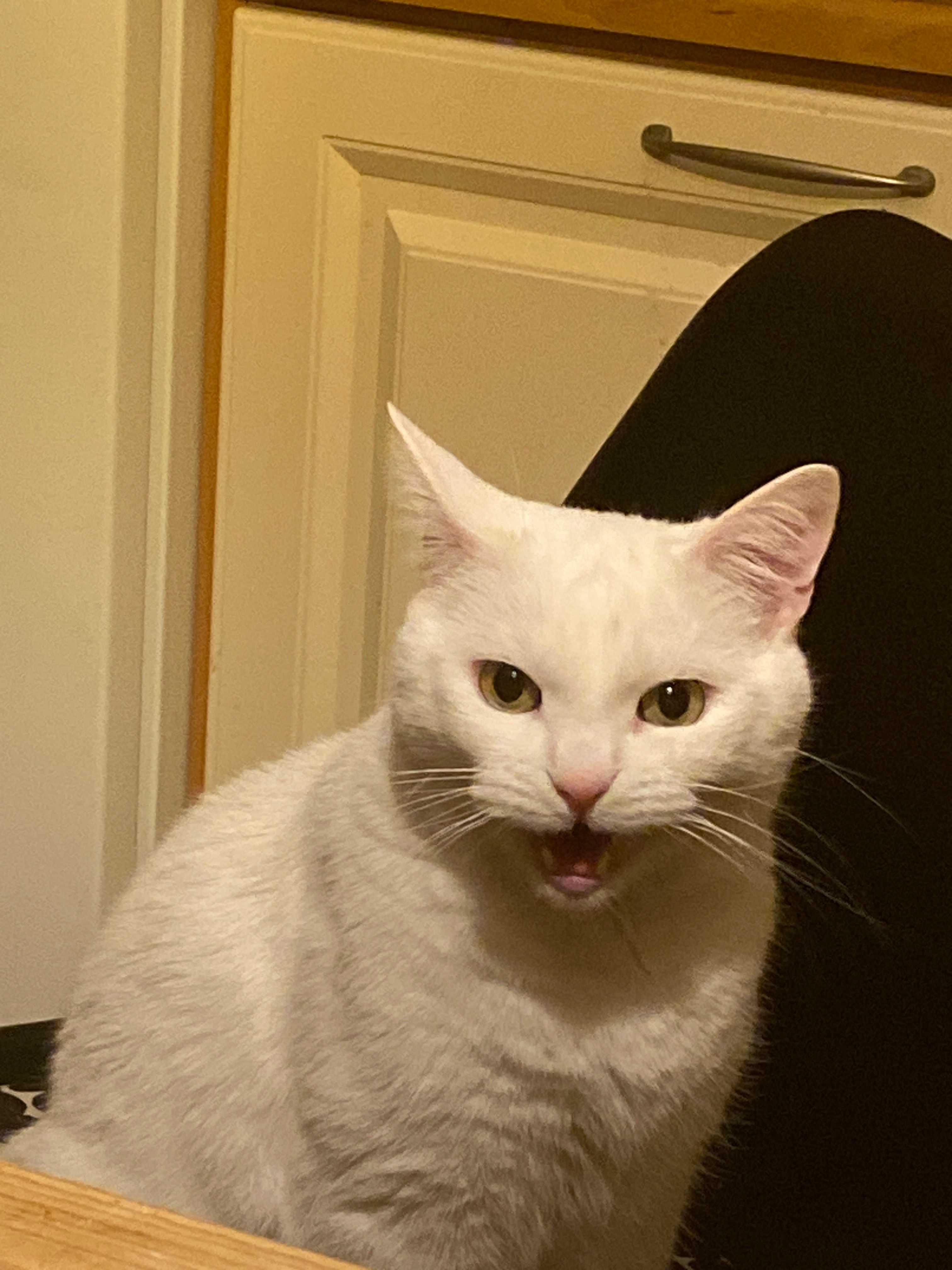 my cat going through the 5 stages of grief waiting for baizhu rn