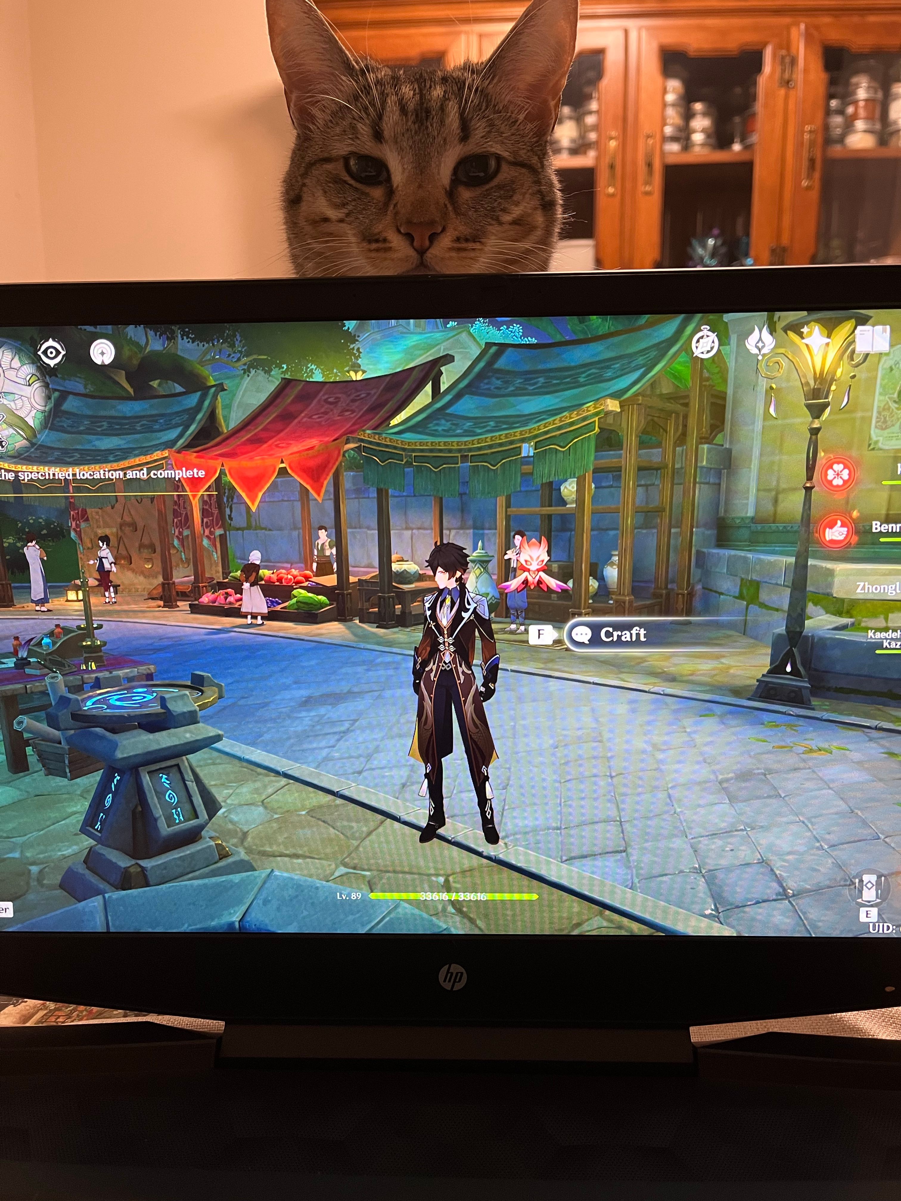 My kitty Genshin Impact | HoYoLAB