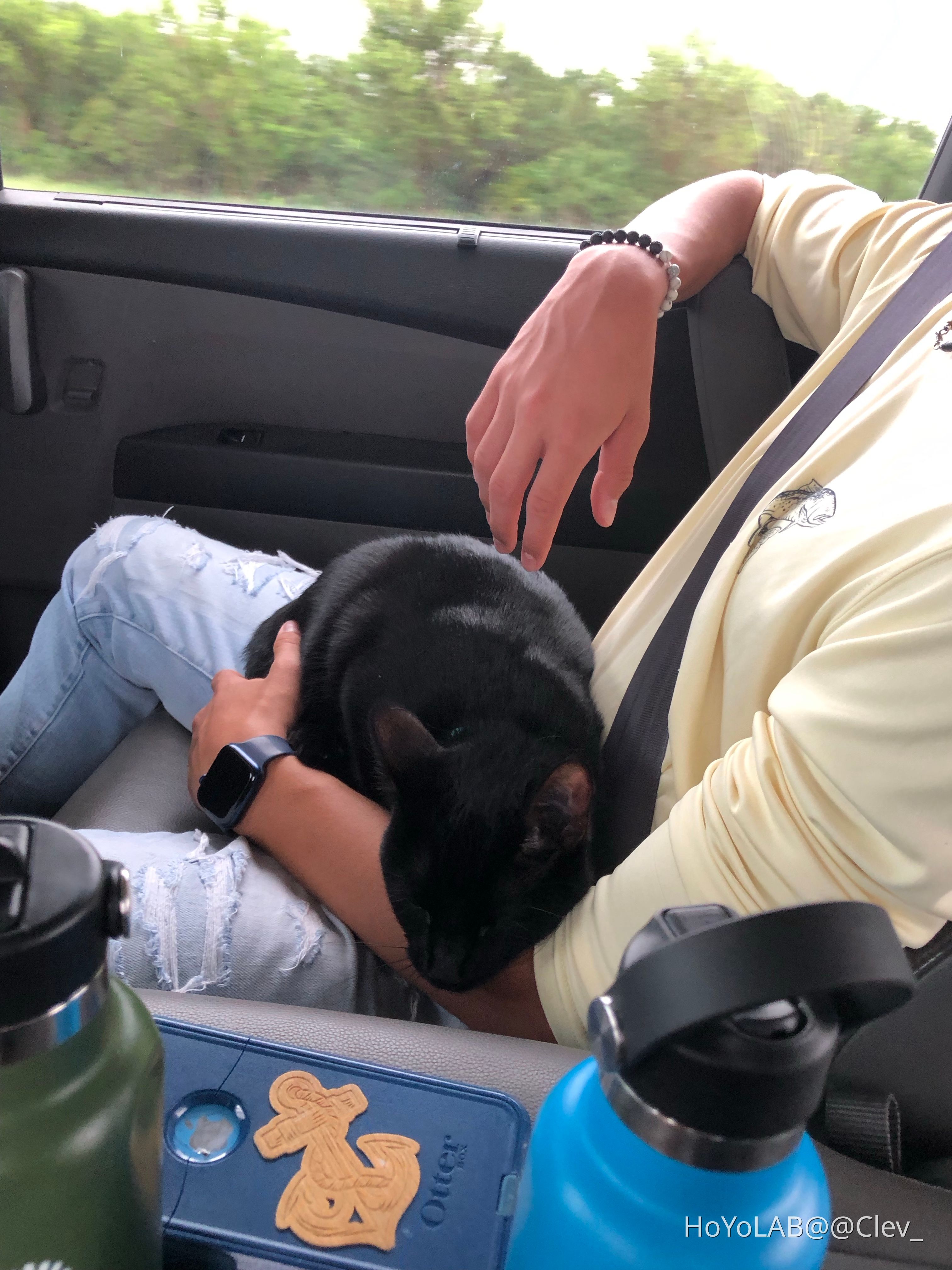 I love when we bring my cat on car trips!!! HoYoLAB