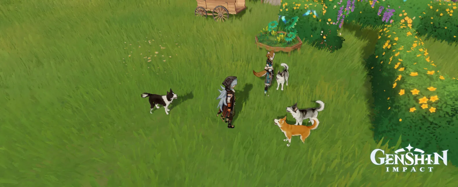 just a pack of dogs Genshin Impact HoYoLAB