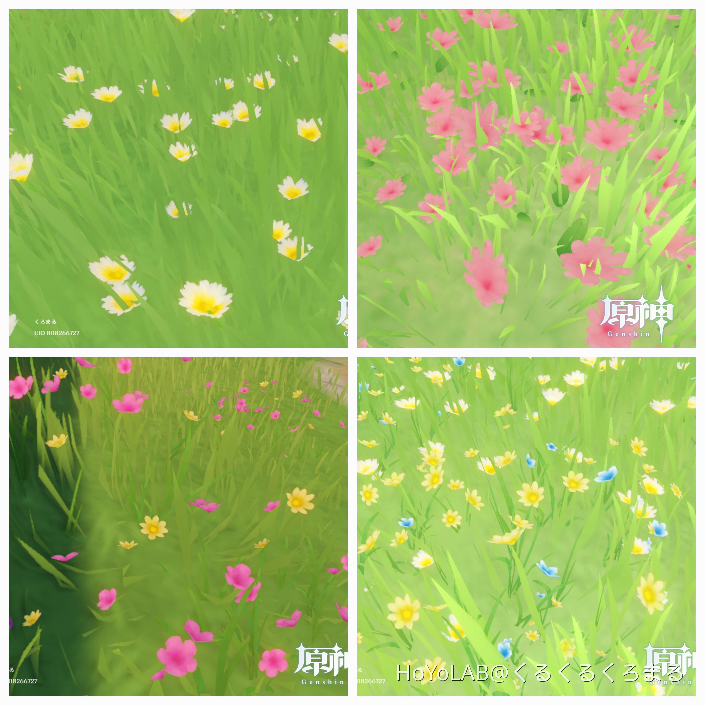原神植物図鑑 No．1 モンドの植物生態〜草本類など〜 Genshin