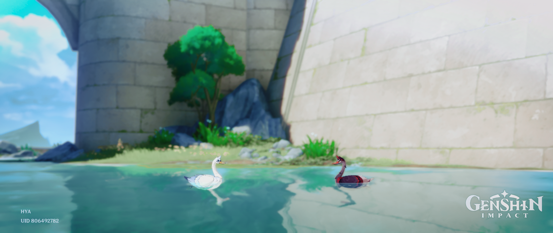 Swan Lake Genshin Impact HoYoLAB