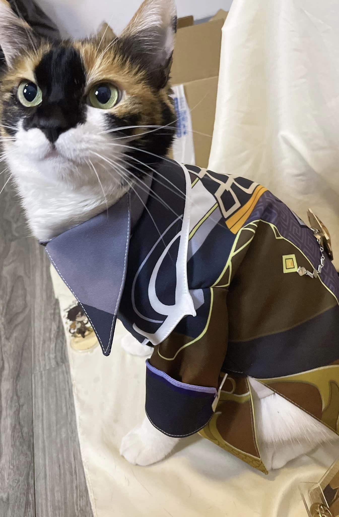 CUTE CAT COSPLAY!!! Genshin Impact HoYoLAB