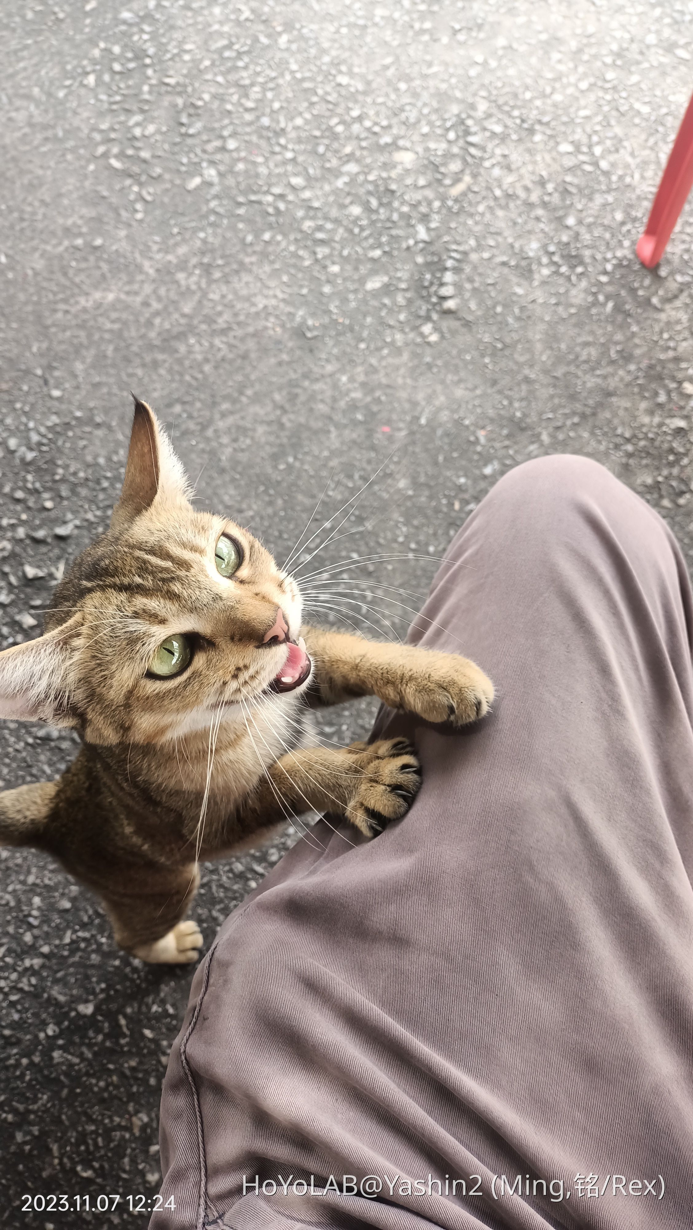 If the cat climbs on your leg, do you want to feed it? HoYoLAB