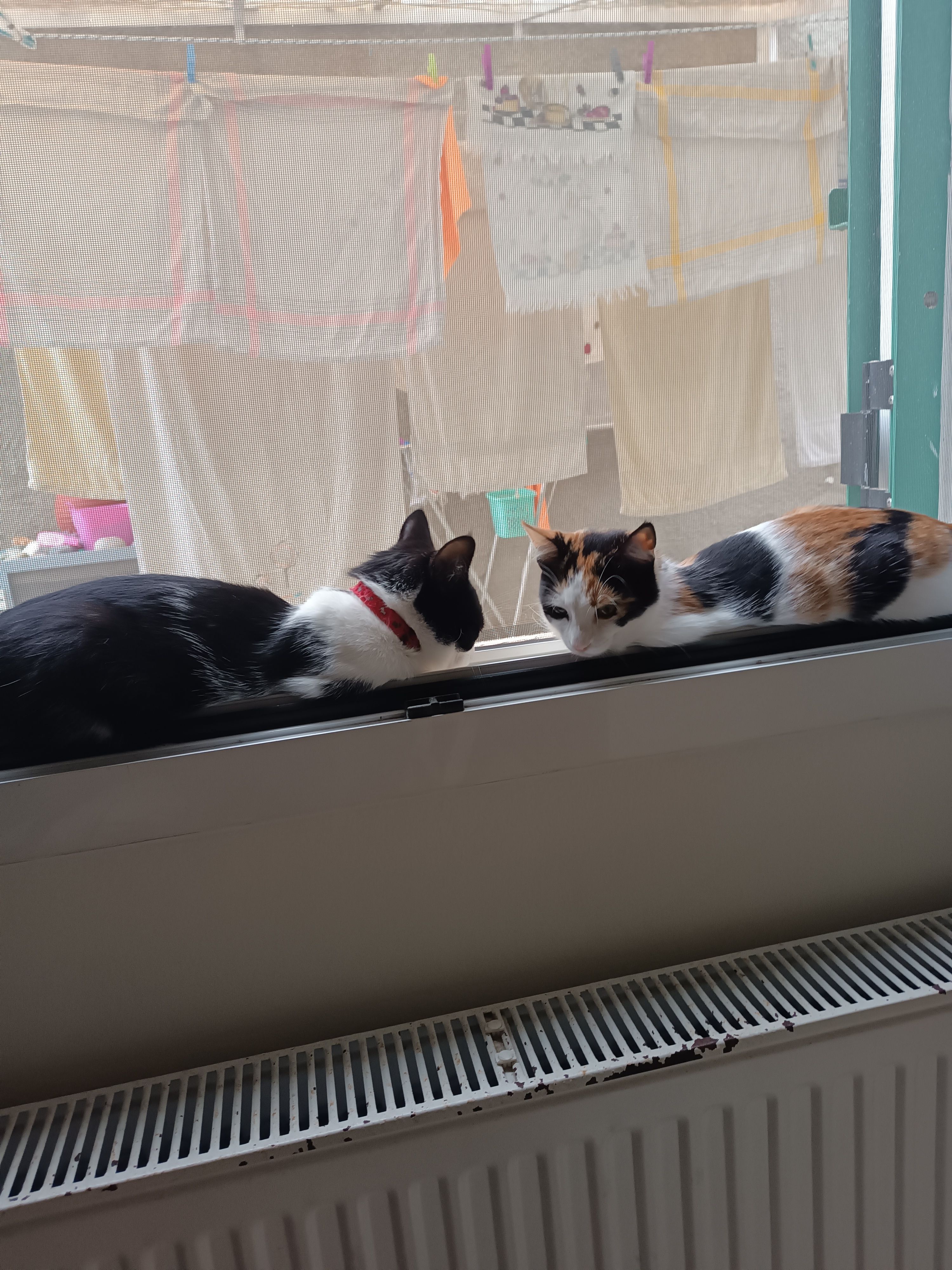 Bread duet 🍞 HoYoLAB