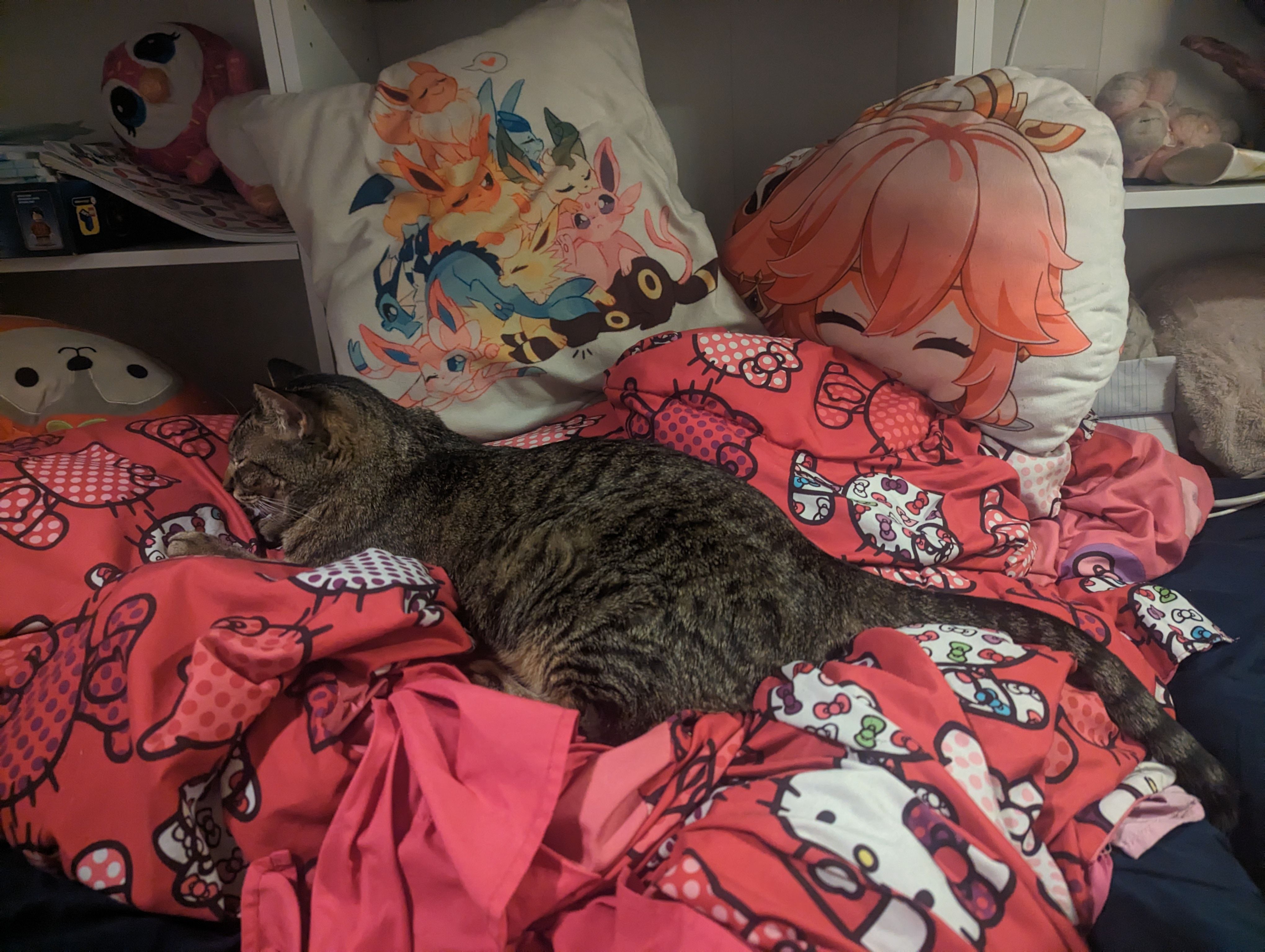 Blanket thief HoYoLAB