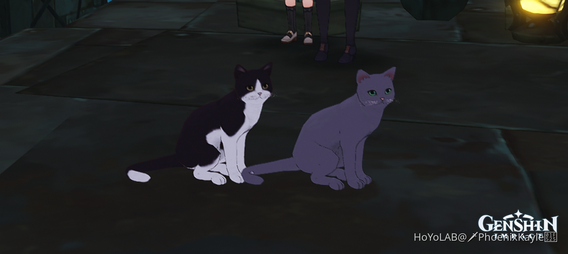 Cats Genshin Impact | HoYoLAB