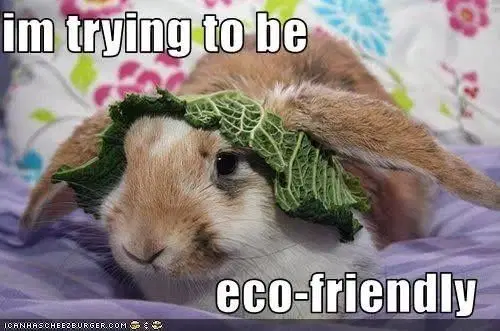 funny bunny pictures memes