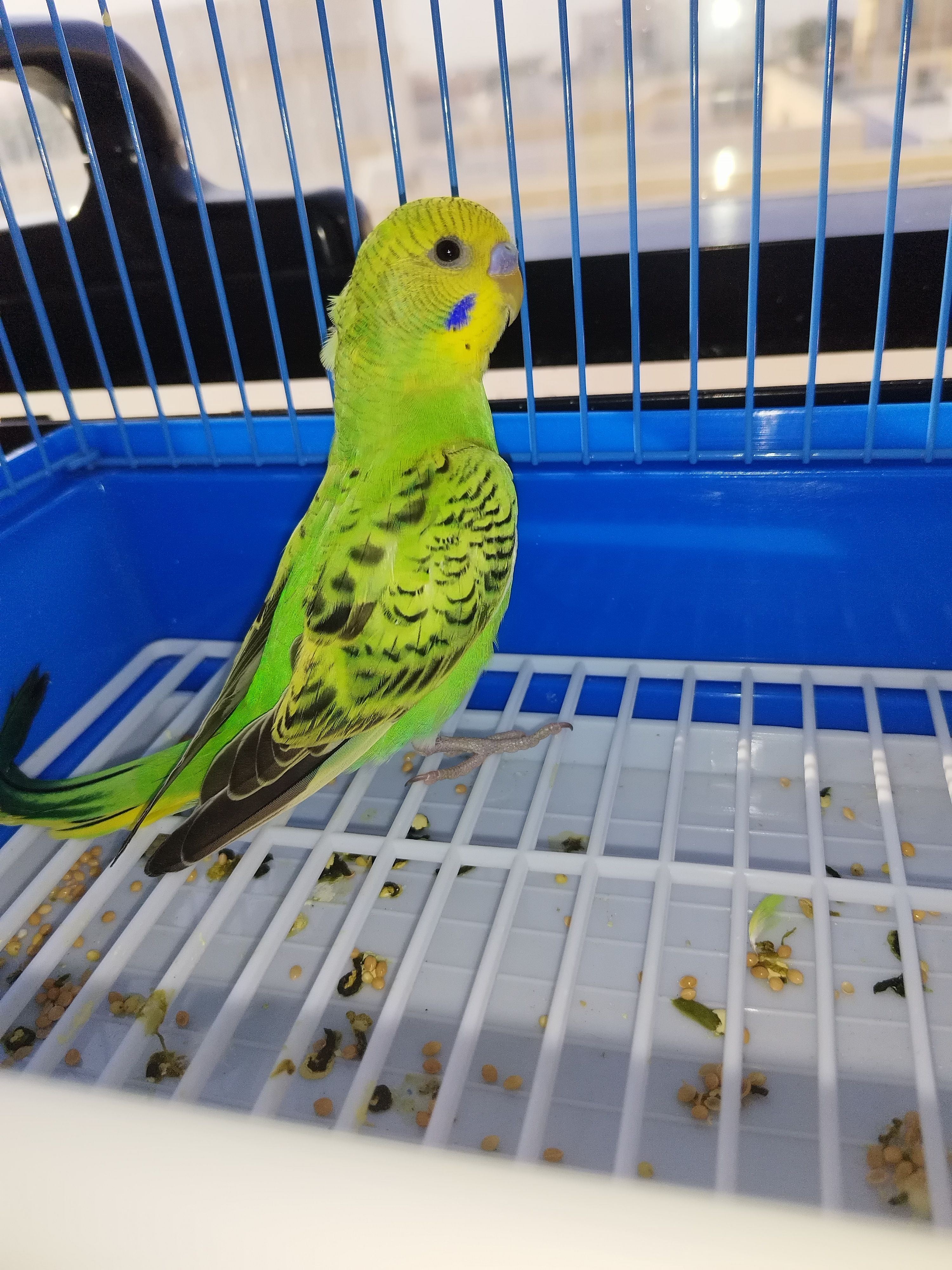 help-what-have-i-done-hoyolab