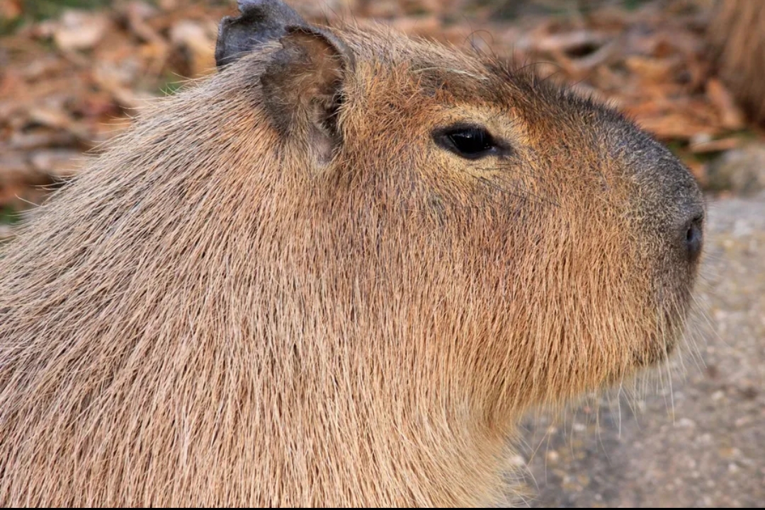 capybara Genshin Impact | HoYoLAB