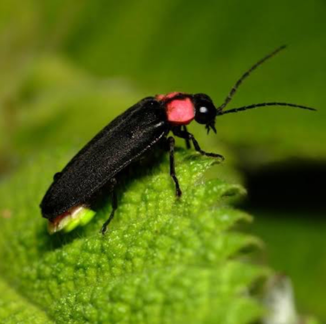 サムの正体が、わかりました！(ネタバレ含む Honkai Star Rail HoYoLAB