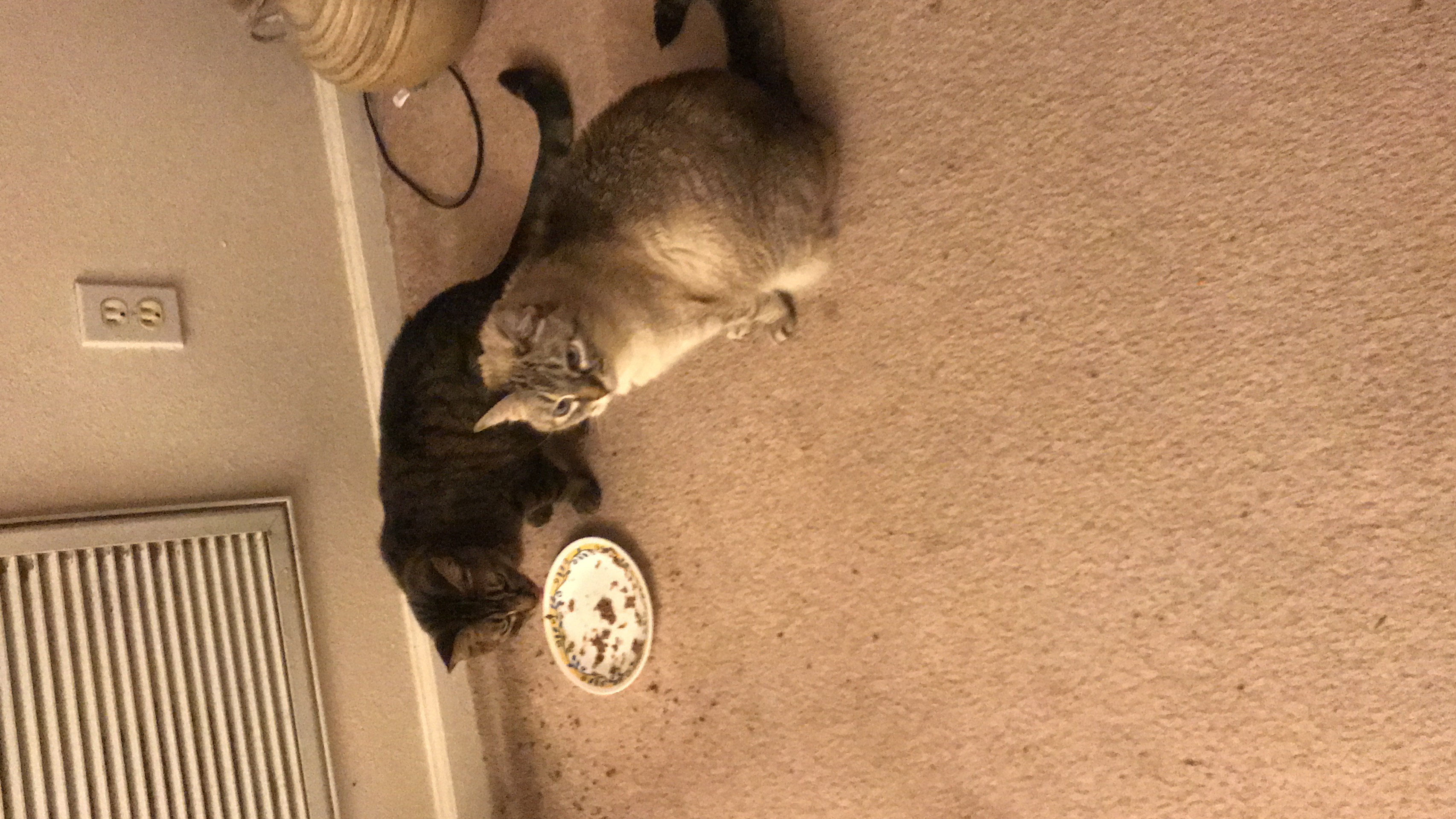 This is so cute 🥰😂 | HoYoLAB