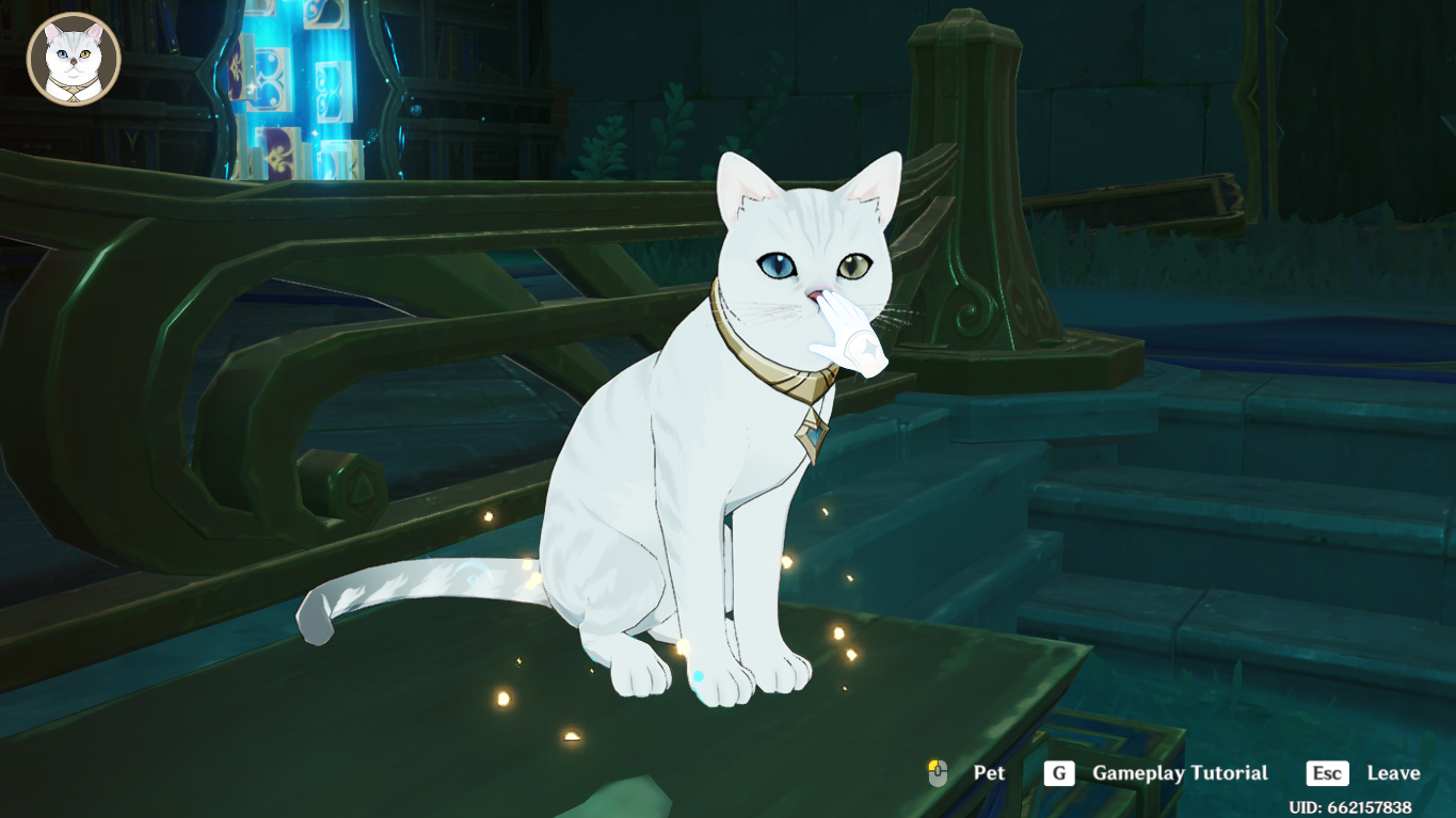 WE CAN PET THE CAT Genshin Impact | HoYoLAB