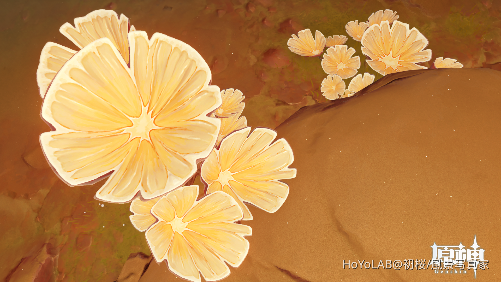 ぷうあさま専用 （原画）夜空に咲く花 ほか　5点おまとめ ニッコウキスゲ咲く霧ヶ峰高原よりアルプスと天の川の星空[10222027784