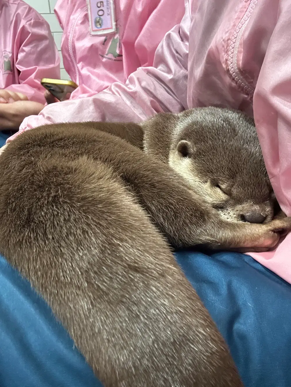 那维莱特在我腿上睡觉💤 Genshin Impact | HoYoLAB, image size:1000x1333