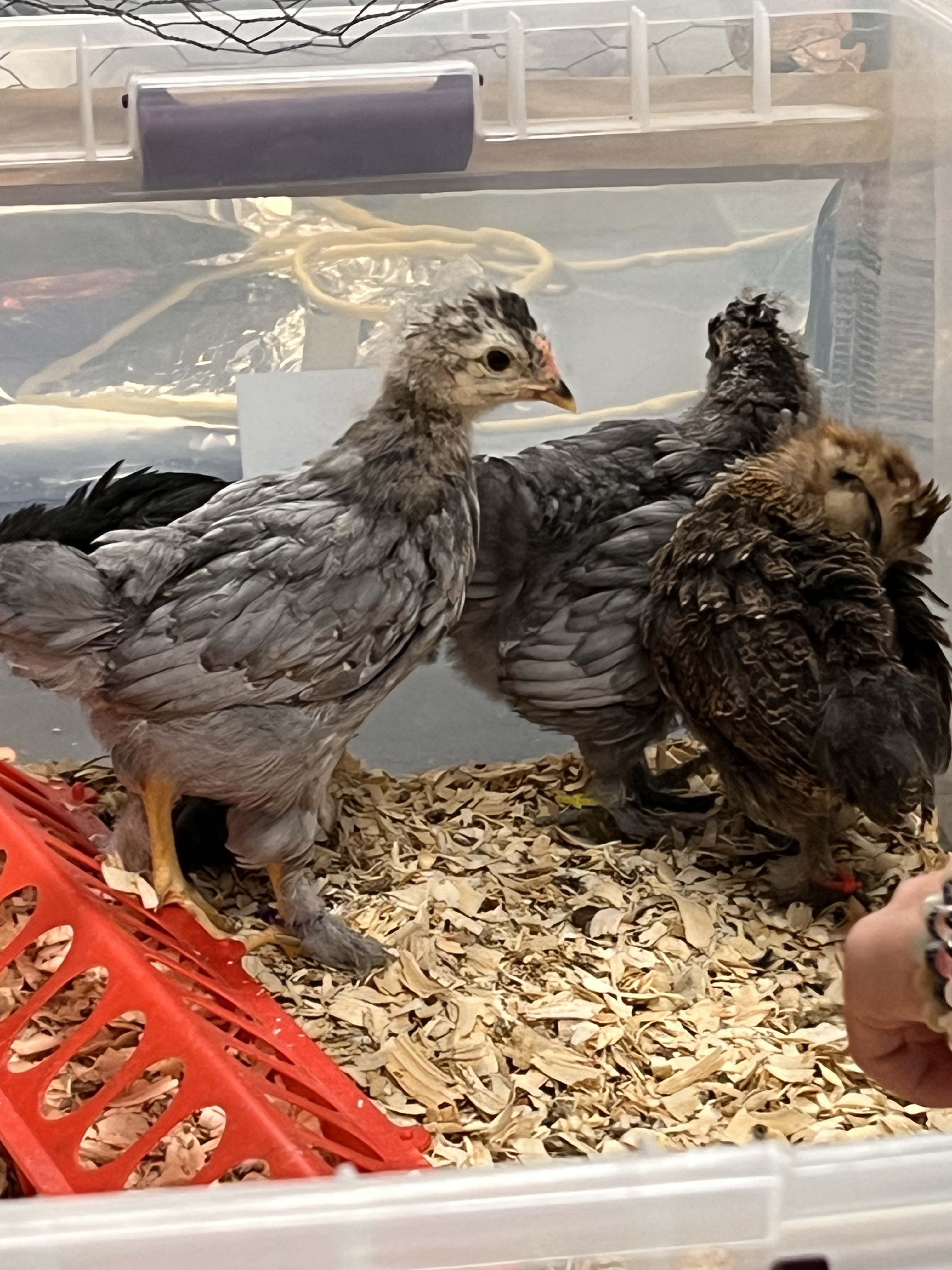 Baby Robs A Chicken BABY CHICKENS